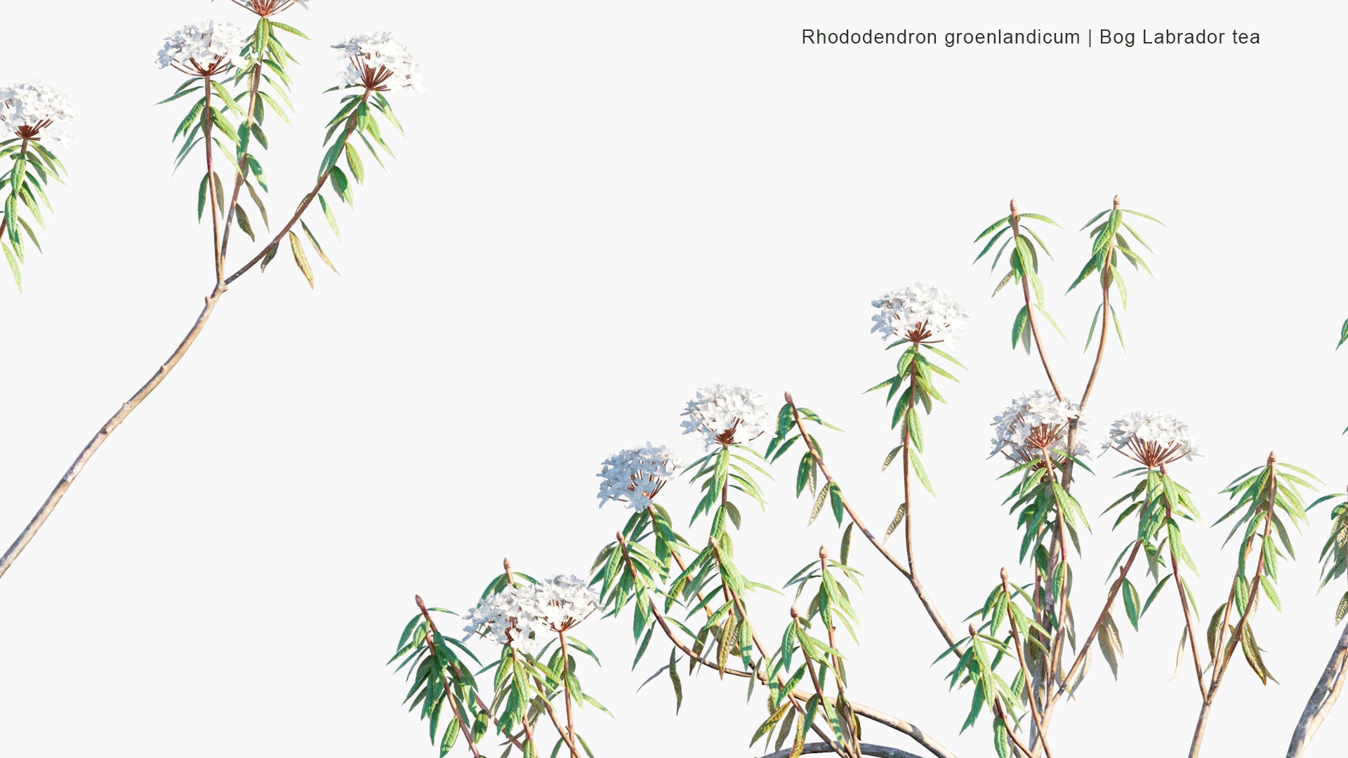Rhododendron Groenlandicum - Bog Labrador Tea, Muskeg Tea, Swamp Tea, Hudson's Bay Tea (3D Model)