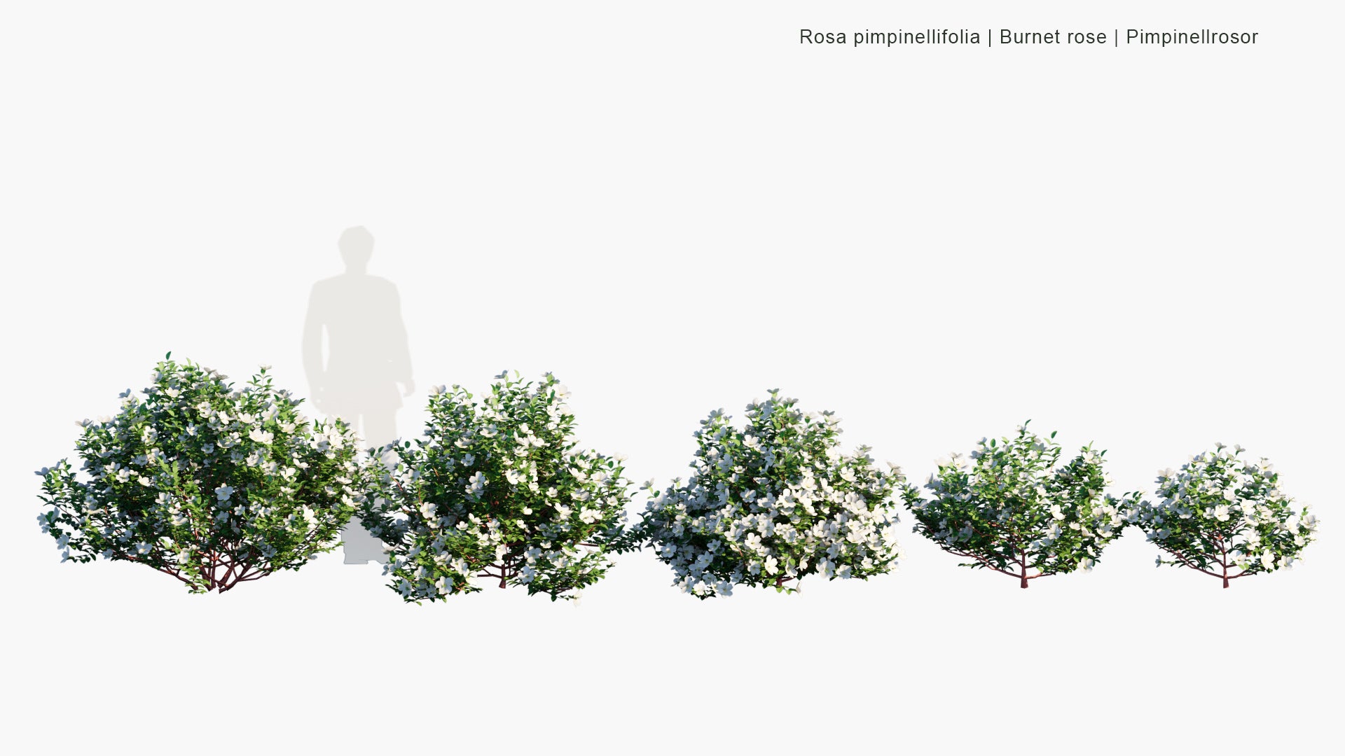 Low Poly Rosa Pimpinellifolia - Burnet Rose, Pimpinellrosor (3D Model)