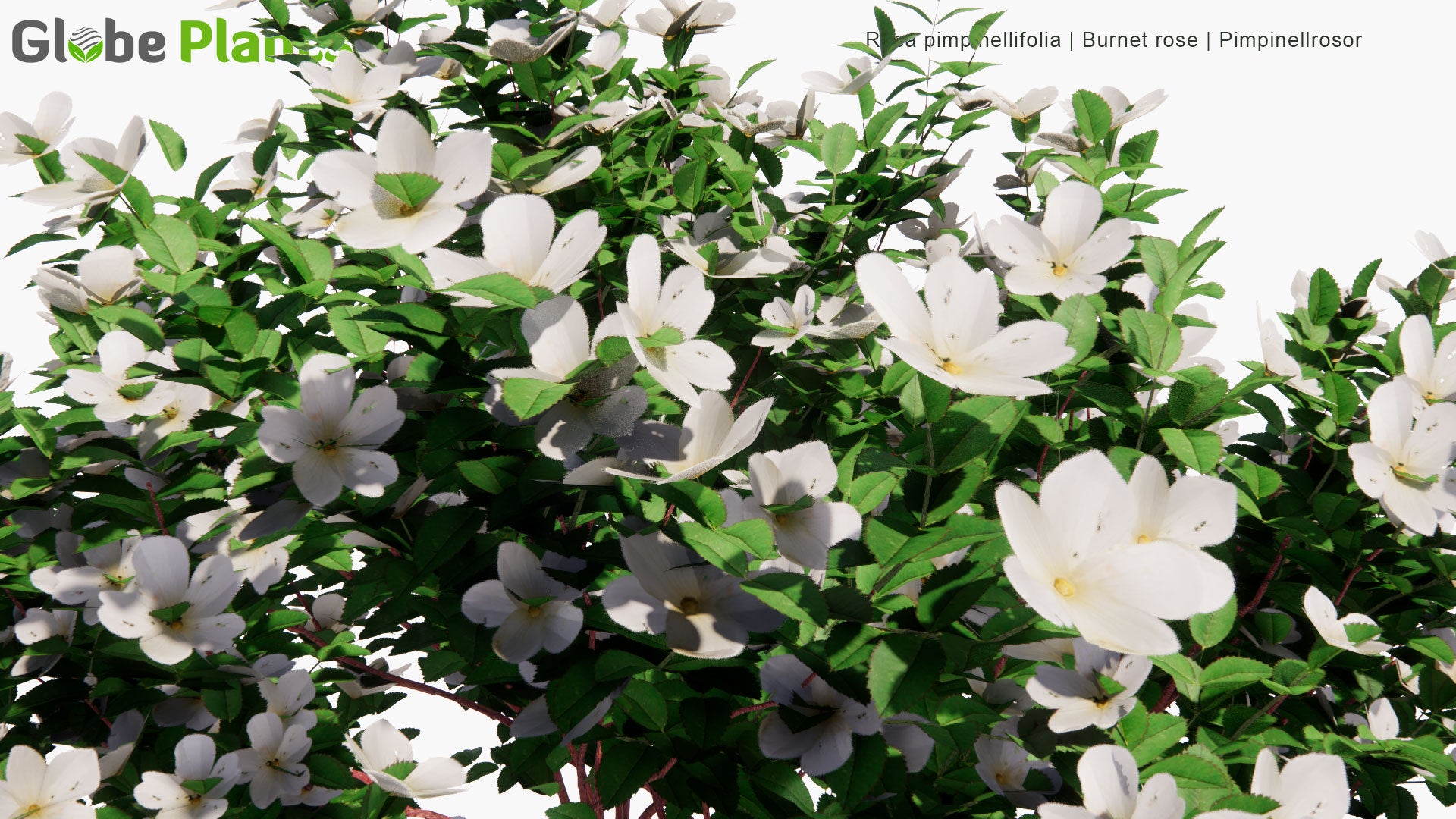 Low Poly Rosa Pimpinellifolia - Burnet Rose, Pimpinellrosor (3D Model)