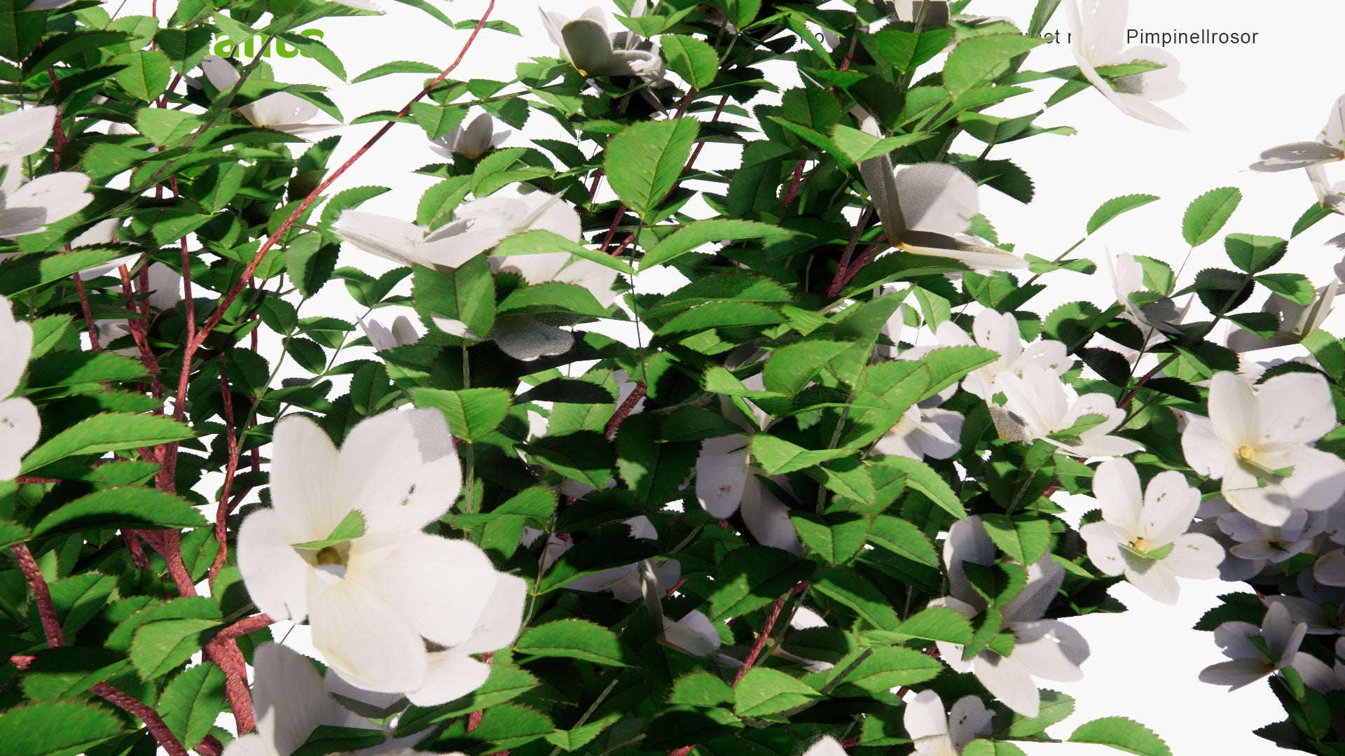 Low Poly Rosa Pimpinellifolia - Burnet Rose, Pimpinellrosor (3D Model)