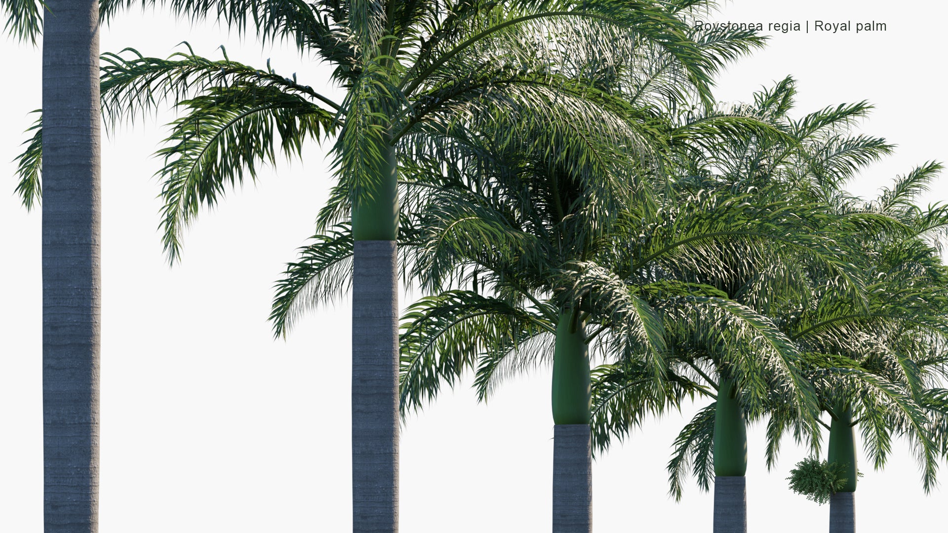 Roystonea Regia - Cuban Royal Palm, Florida Royal Palm (3D Model)