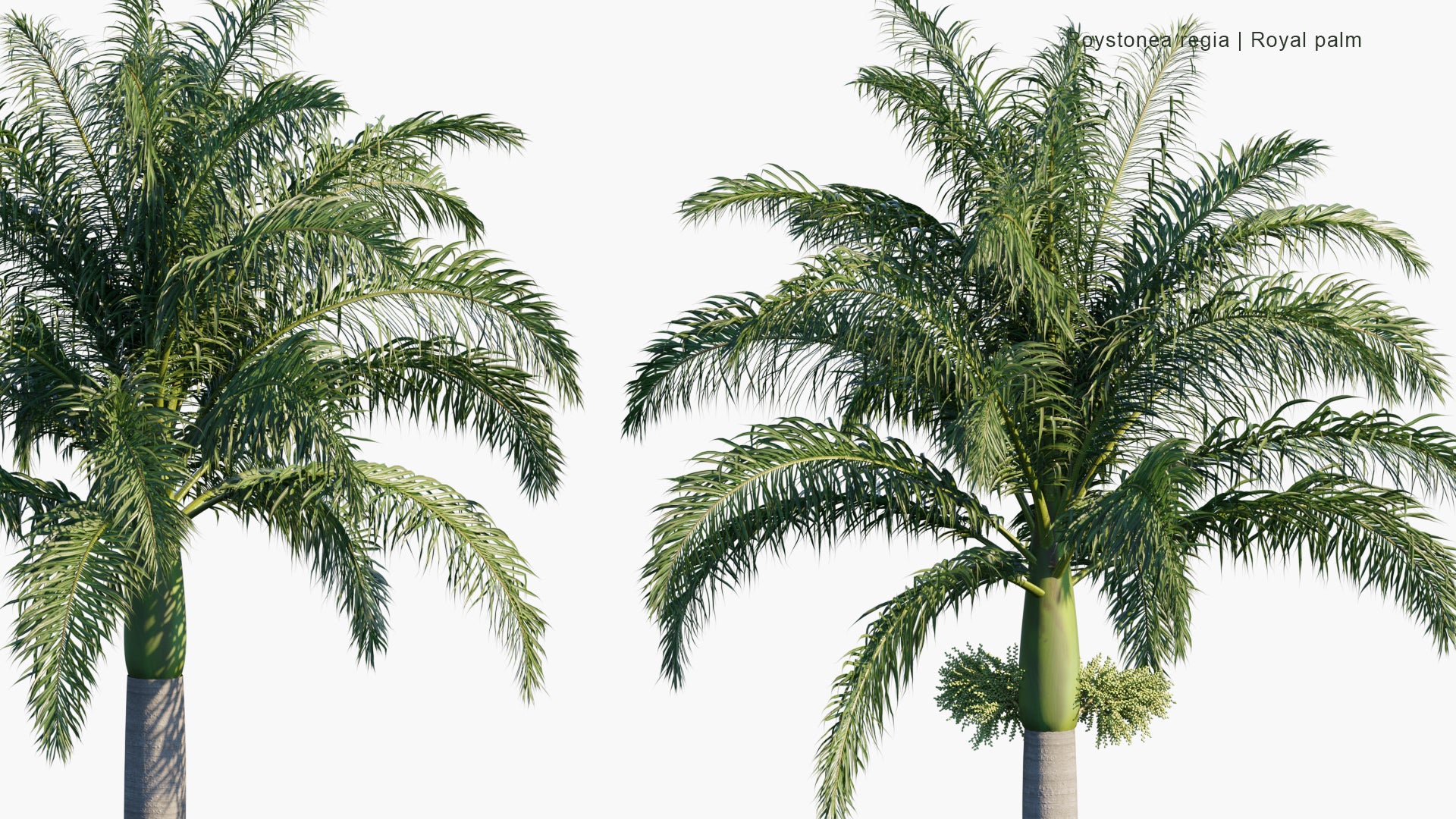 Roystonea Regia - Cuban Royal Palm, Florida Royal Palm (3D Model)