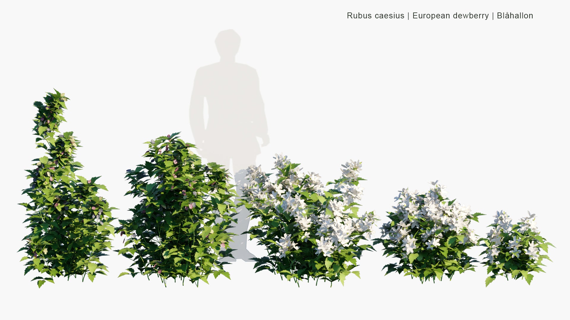 Low Poly Rubus Caesius - European Dewberry, Blåhallon (3D Model)