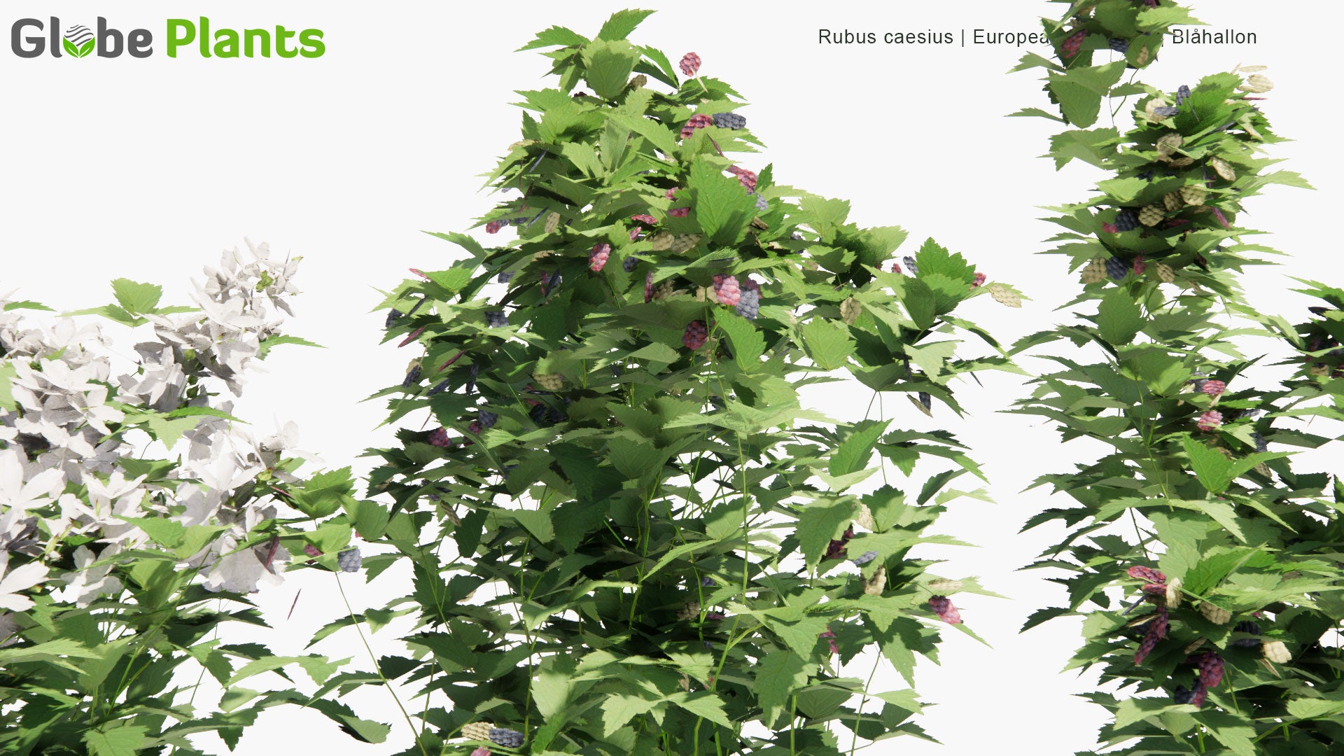 Low Poly Rubus Caesius - European Dewberry, Blåhallon (3D Model)