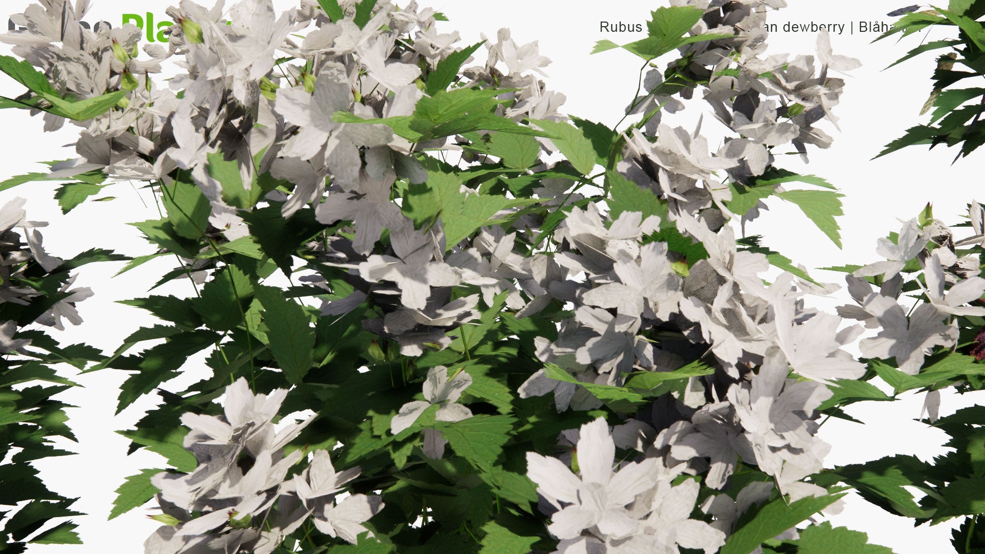 Low Poly Rubus Caesius - European Dewberry, Blåhallon (3D Model)