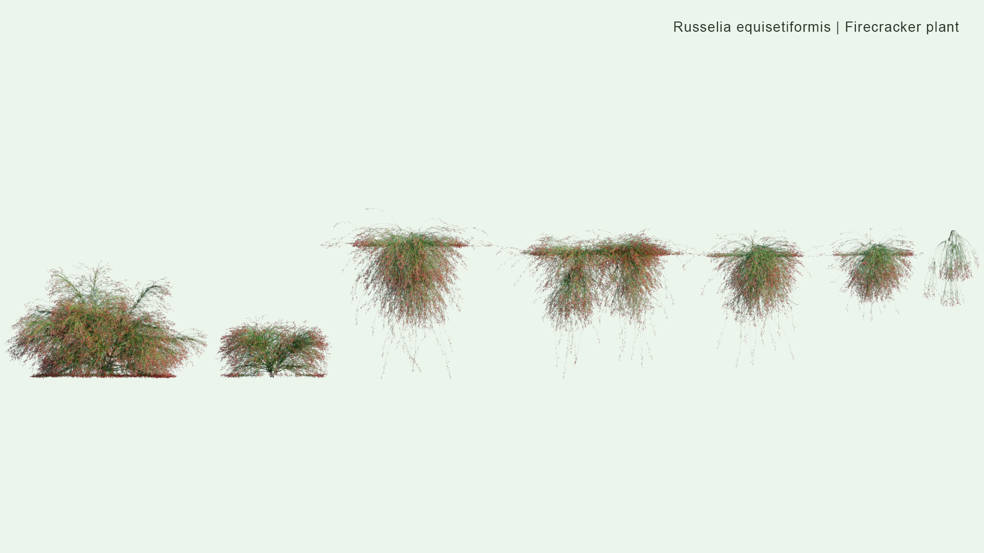 2D Russelia Equisetiformis - Firecracker Plant