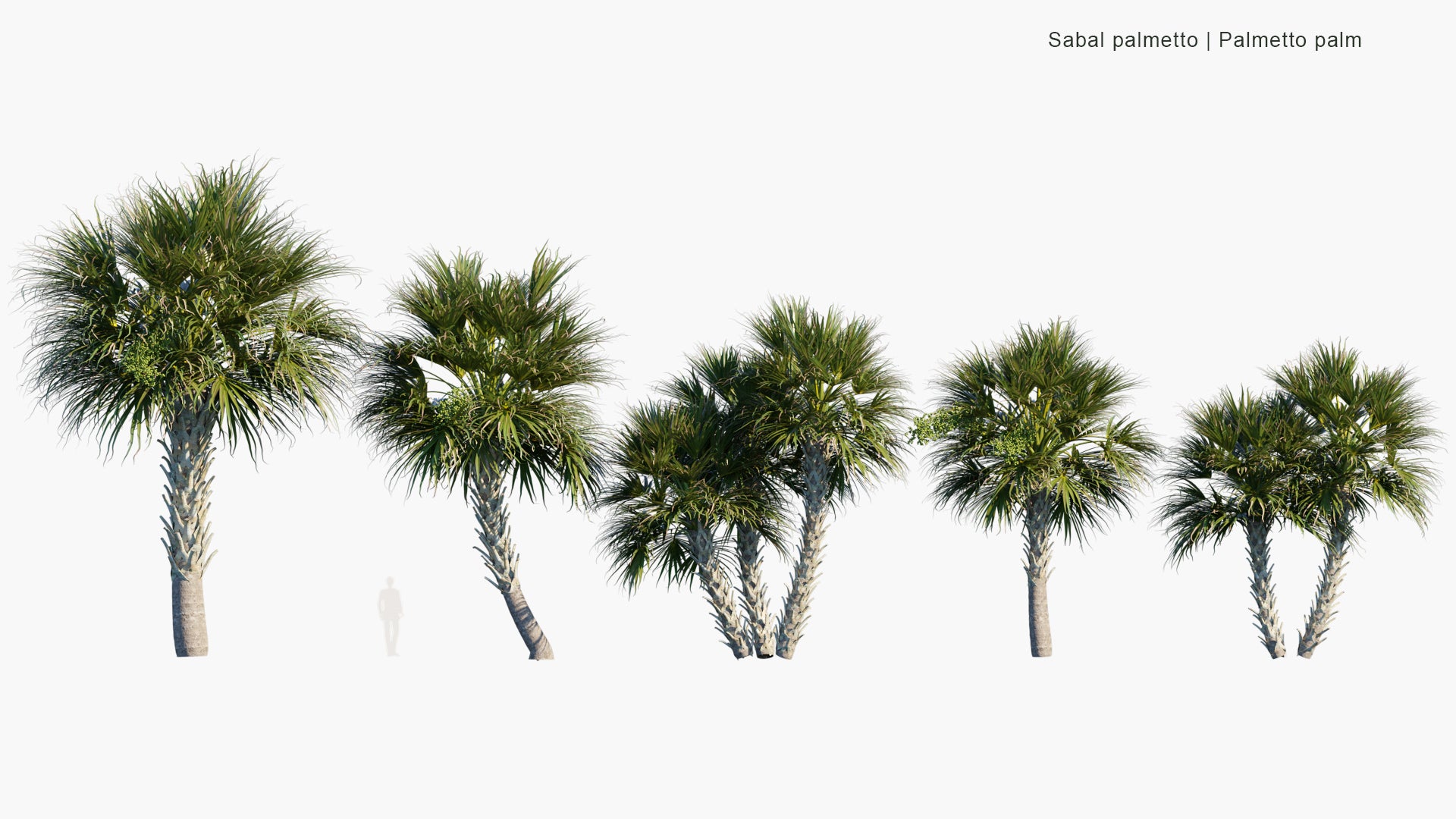 Sabal Palmetto - Cabbage Palm, Swamp Cabbage, Sabal Palm (3D Model)