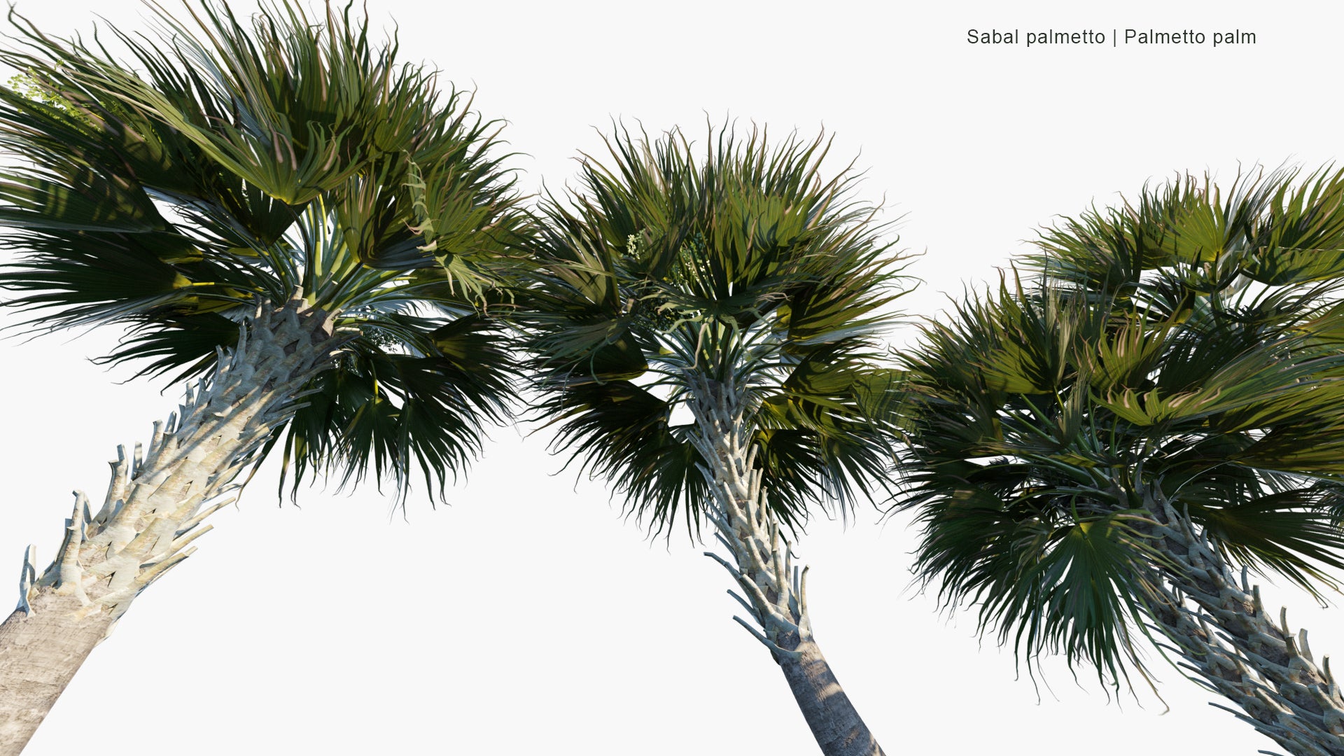 Low Poly Sabal Palmetto - Cabbage Palm, Swamp Cabbage, Sabal Palm (3D Model)