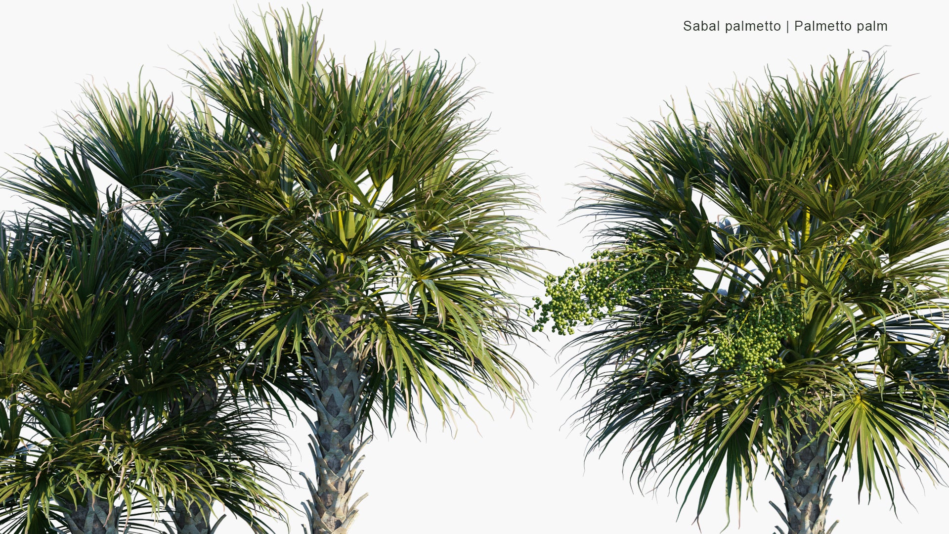 Sabal Palmetto - Cabbage Palm, Swamp Cabbage, Sabal Palm (3D Model)