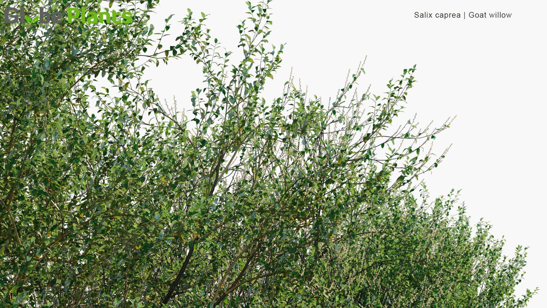Low Poly Salix Caprea - Goat Willow, Pussy Willow, Great Sallow (3D Model)