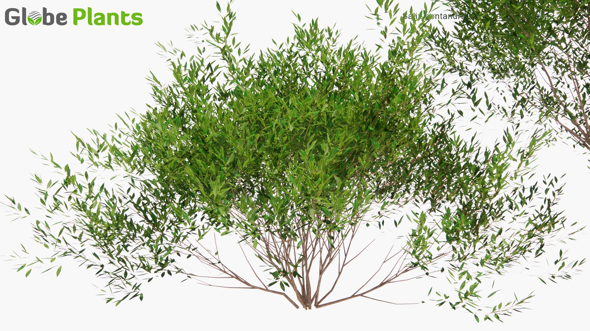 Low Poly Salix Pentandra - Bay Willow, Jolster (3D Model)