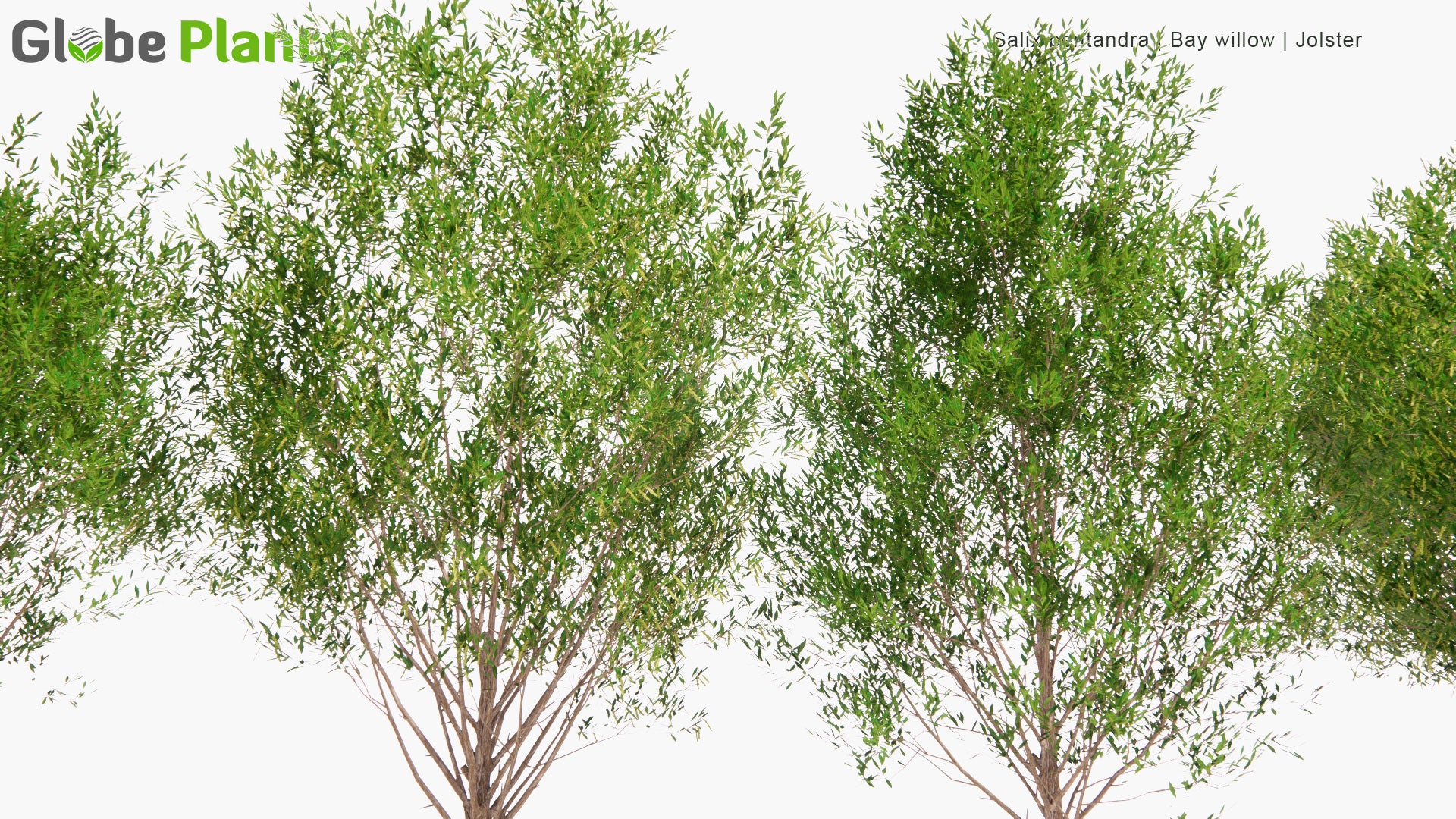 Low Poly Salix Pentandra - Bay Willow, Jolster (3D Model)