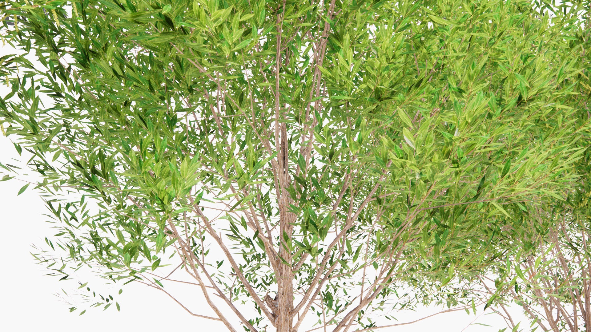 Low Poly Salix Pentandra - Bay Willow, Jolster (3D Model)