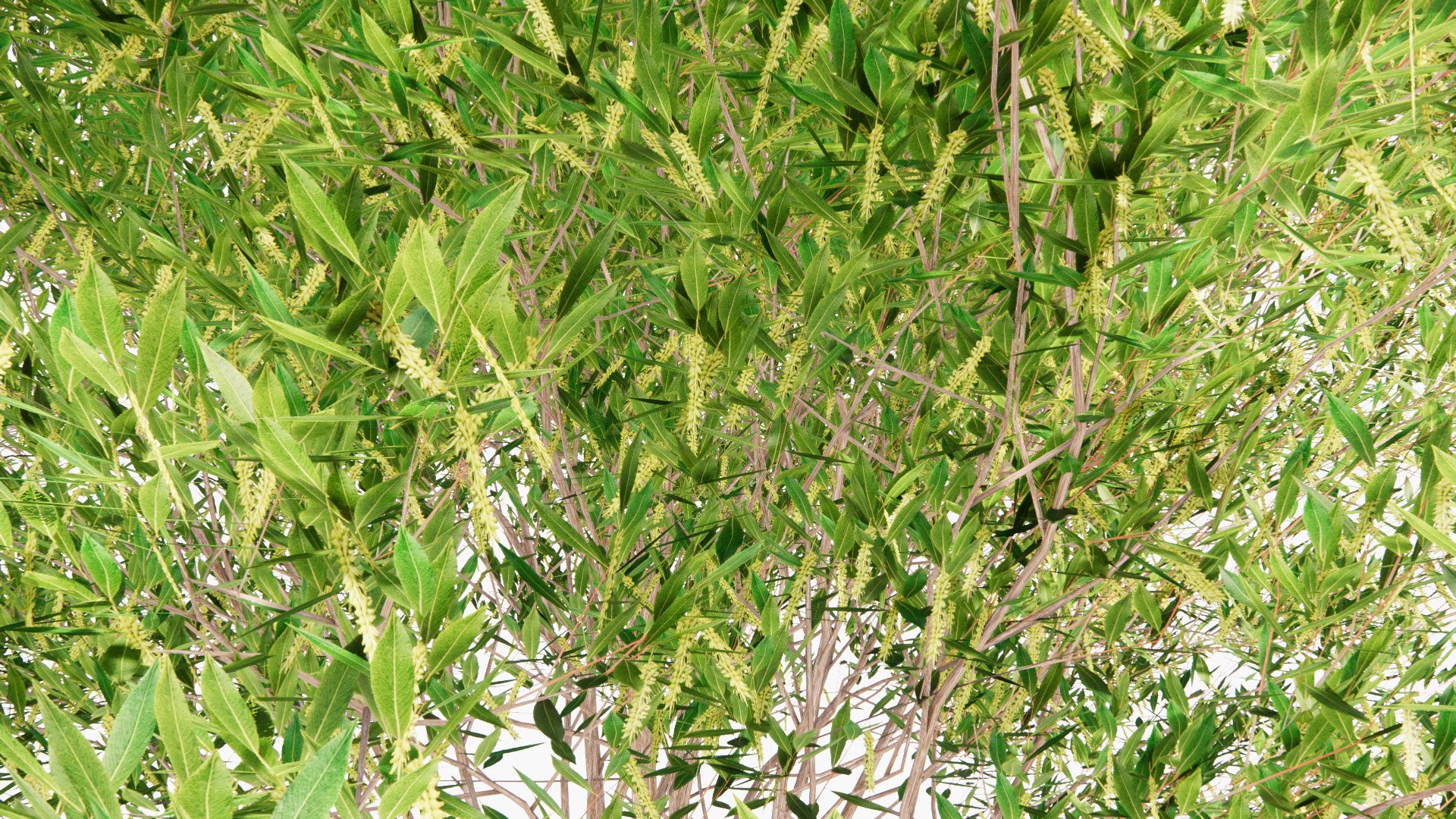 Low Poly Salix Pentandra - Bay Willow, Jolster (3D Model)