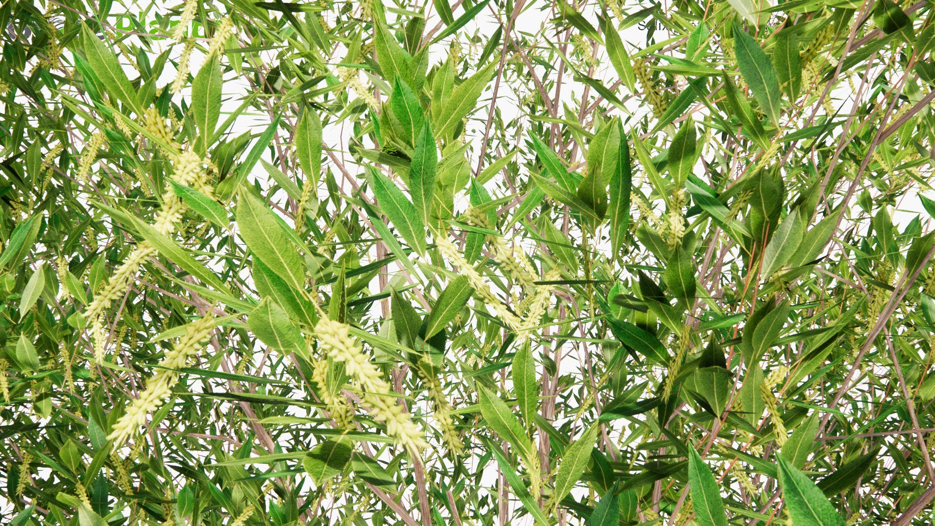 Low Poly Salix Pentandra - Bay Willow, Jolster (3D Model)