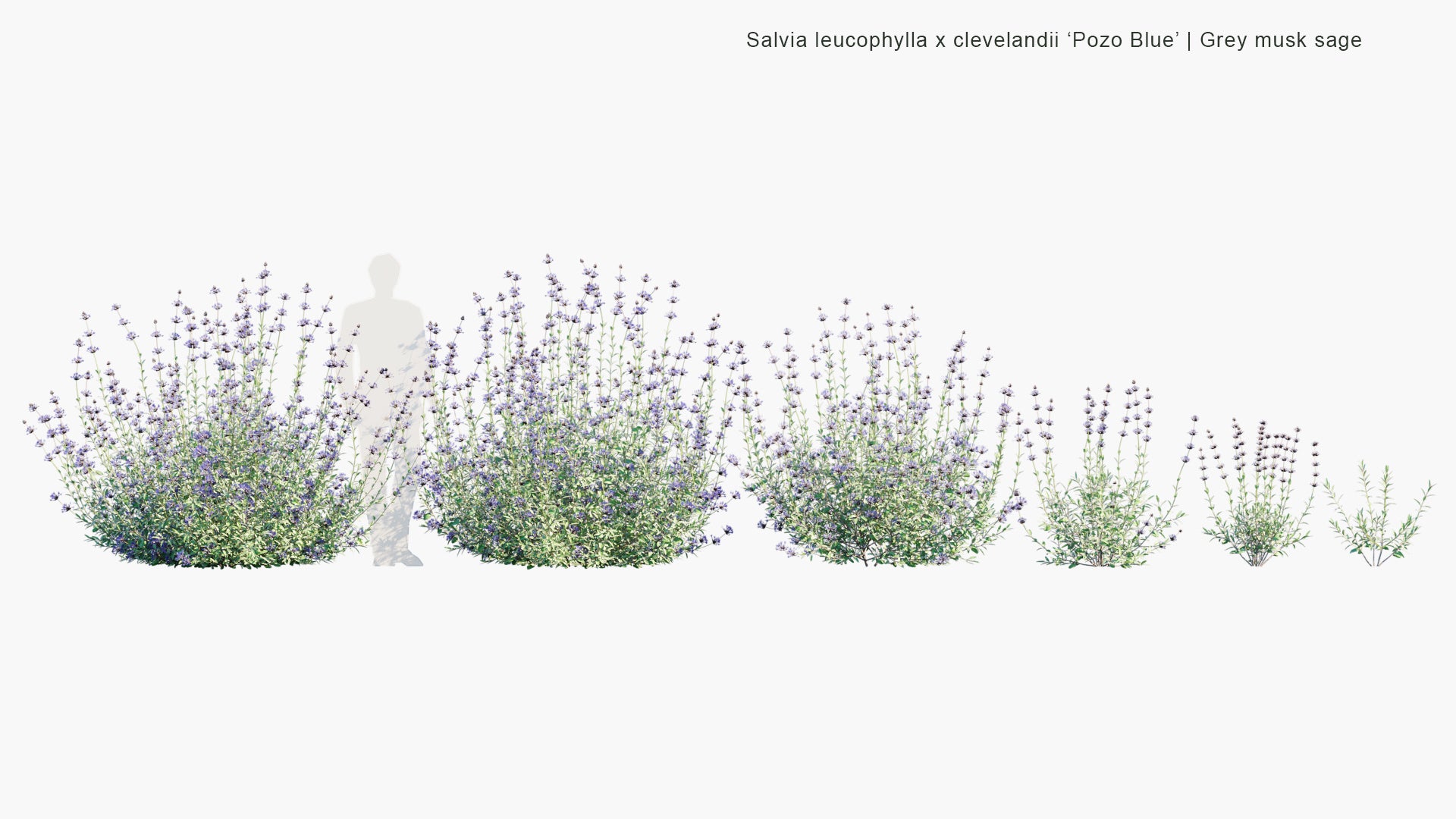 Salvia Leucophylla x Clevelandii 'Pozo Blue' - Grey Musk Sage