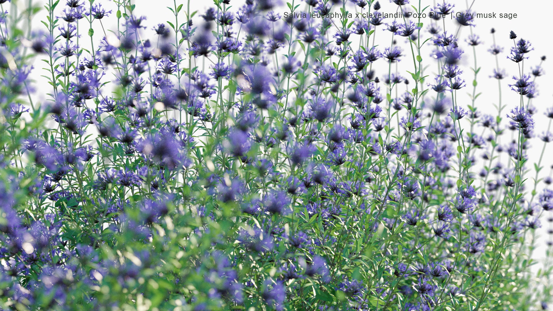 Salvia Leucophylla x Clevelandii 'Pozo Blue' - Grey Musk Sage