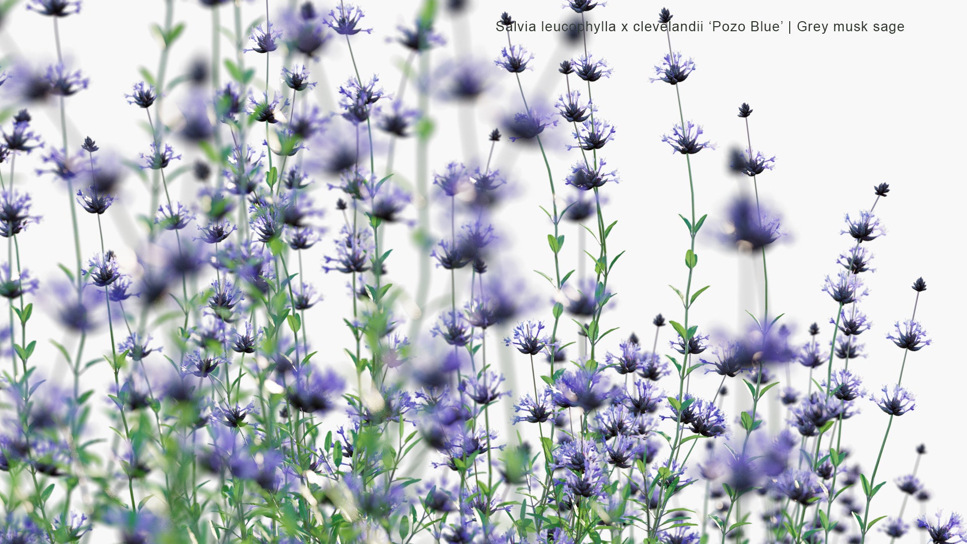 Salvia Leucophylla x Clevelandii 'Pozo Blue' - Grey Musk Sage