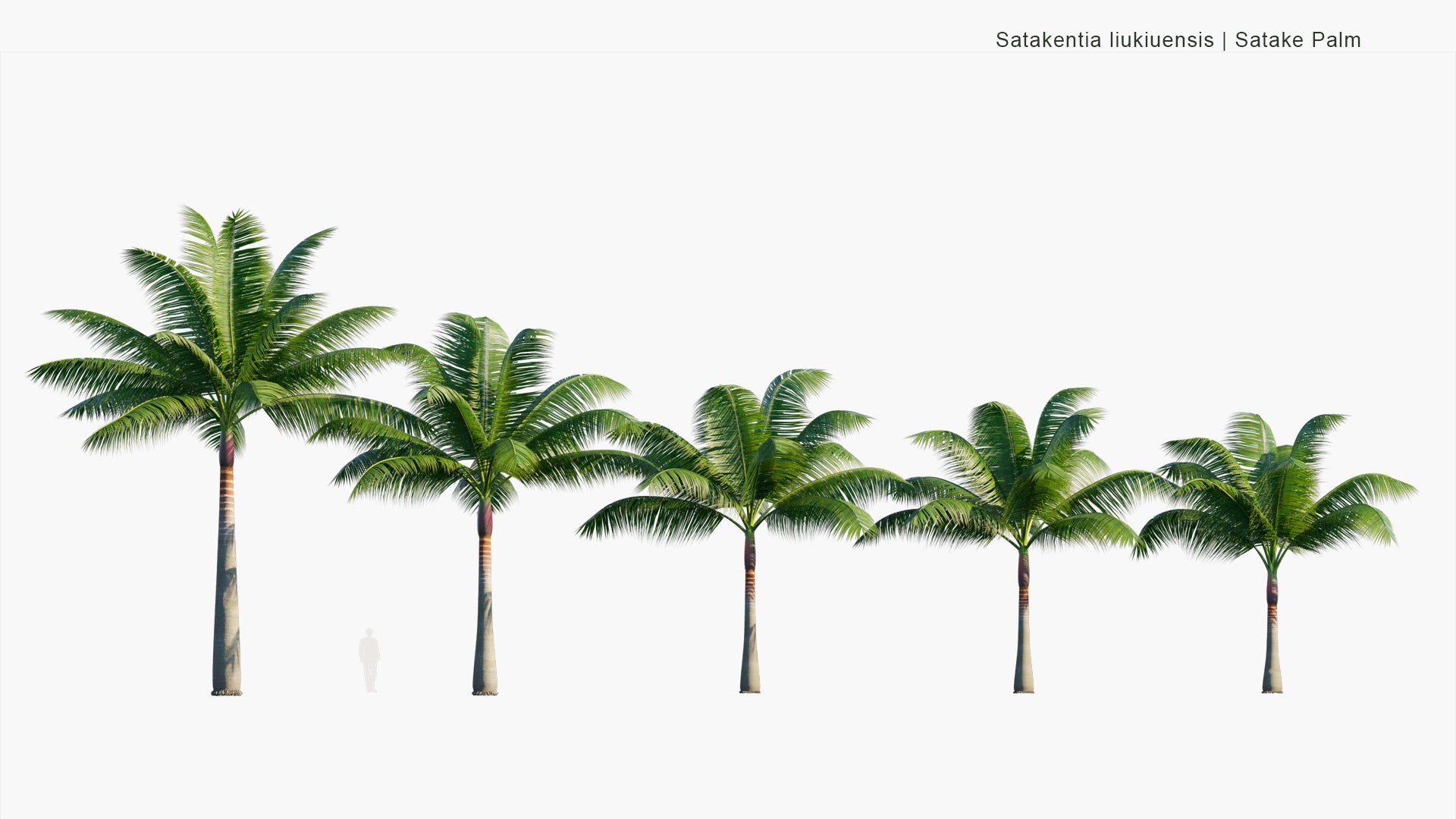 Low Poly Satakentia Liukiuensis - Satake Palm, Yaeyama-Yashi, ヤエヤマヤシ (3D Model)