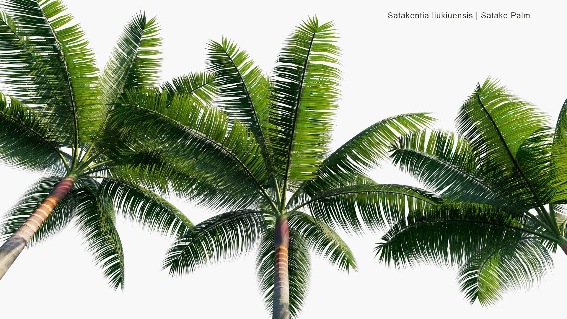 Low Poly Satakentia Liukiuensis - Satake Palm, Yaeyama-Yashi, ヤエヤマヤシ (3D Model)