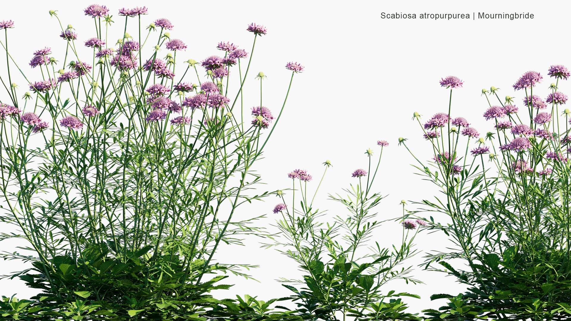 Scabiosa Atropurpurea - Mourningbride, Mournful Widow, Pincushion Flower, Sweet Scabious
