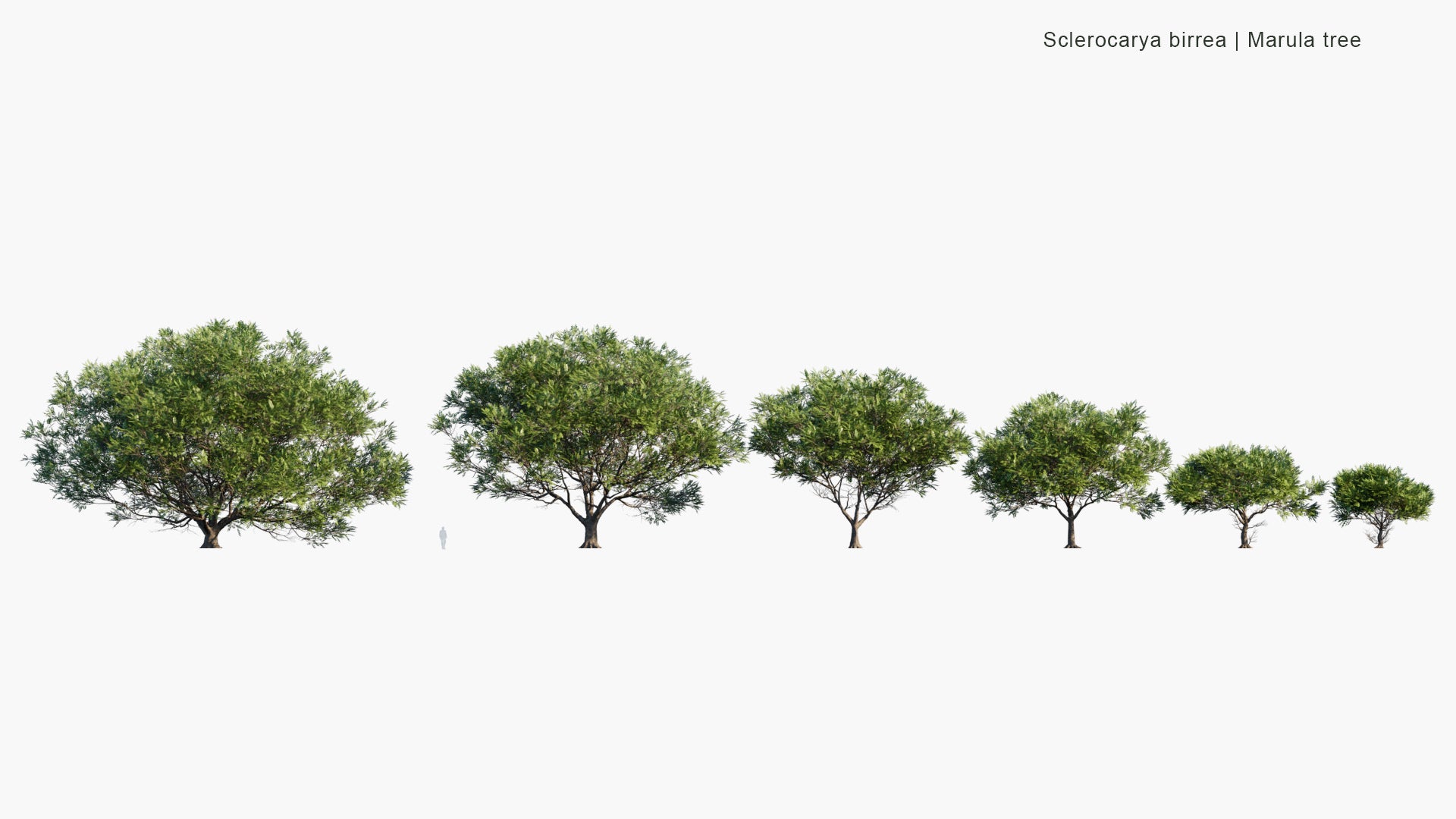Low Poly Sclerocarya Birrea - Marula Tree (3D Model)