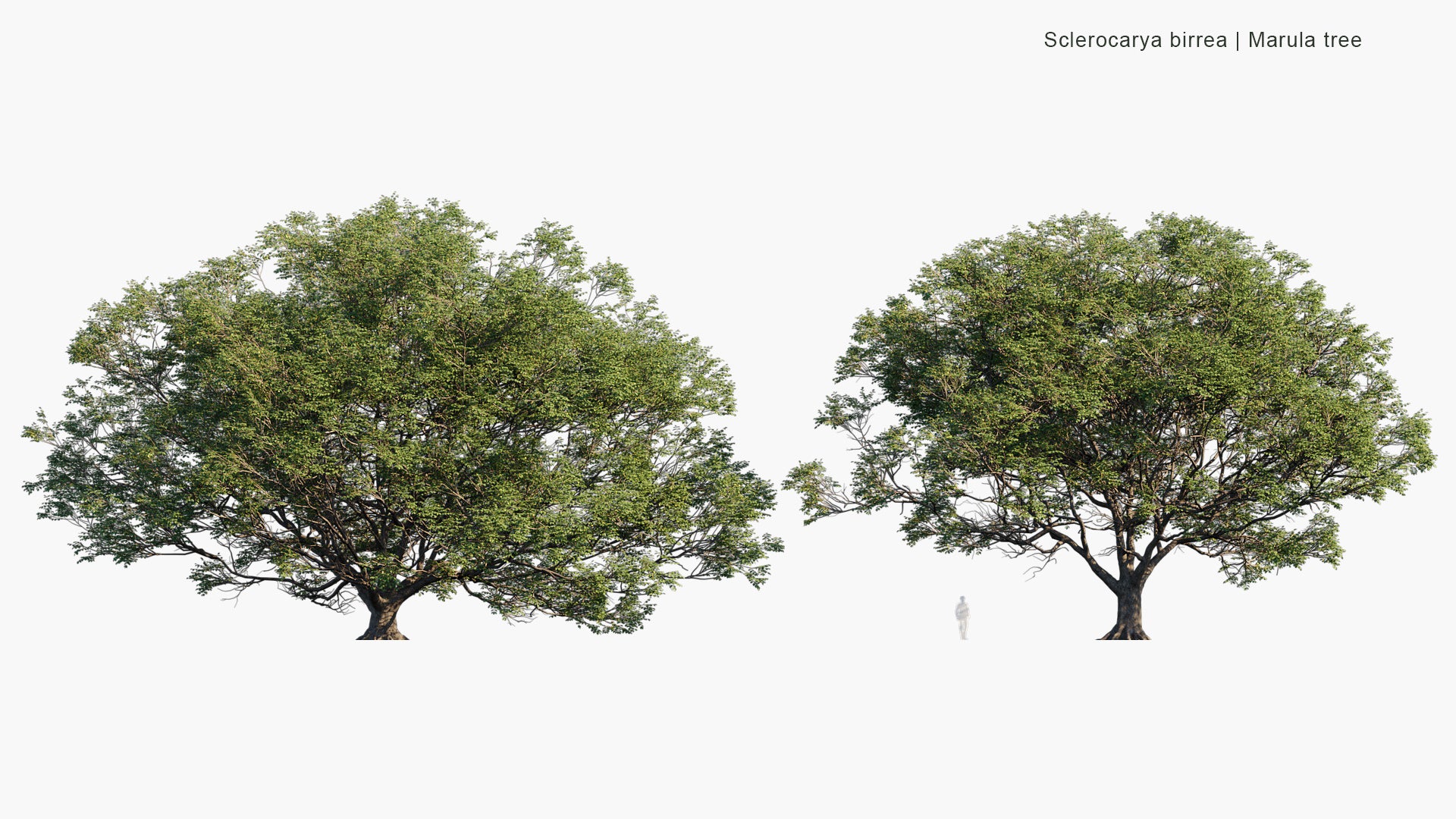 Sclerocarya Birrea - Marula Tree (3D Model)