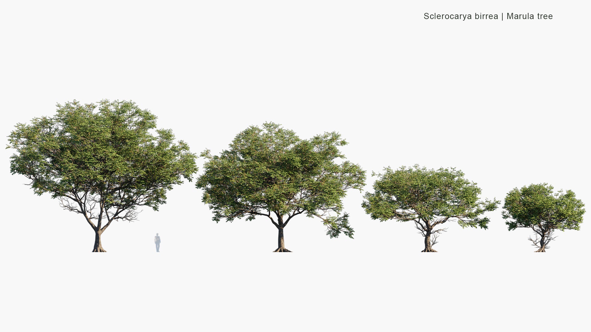 Sclerocarya Birrea - Marula Tree (3D Model)