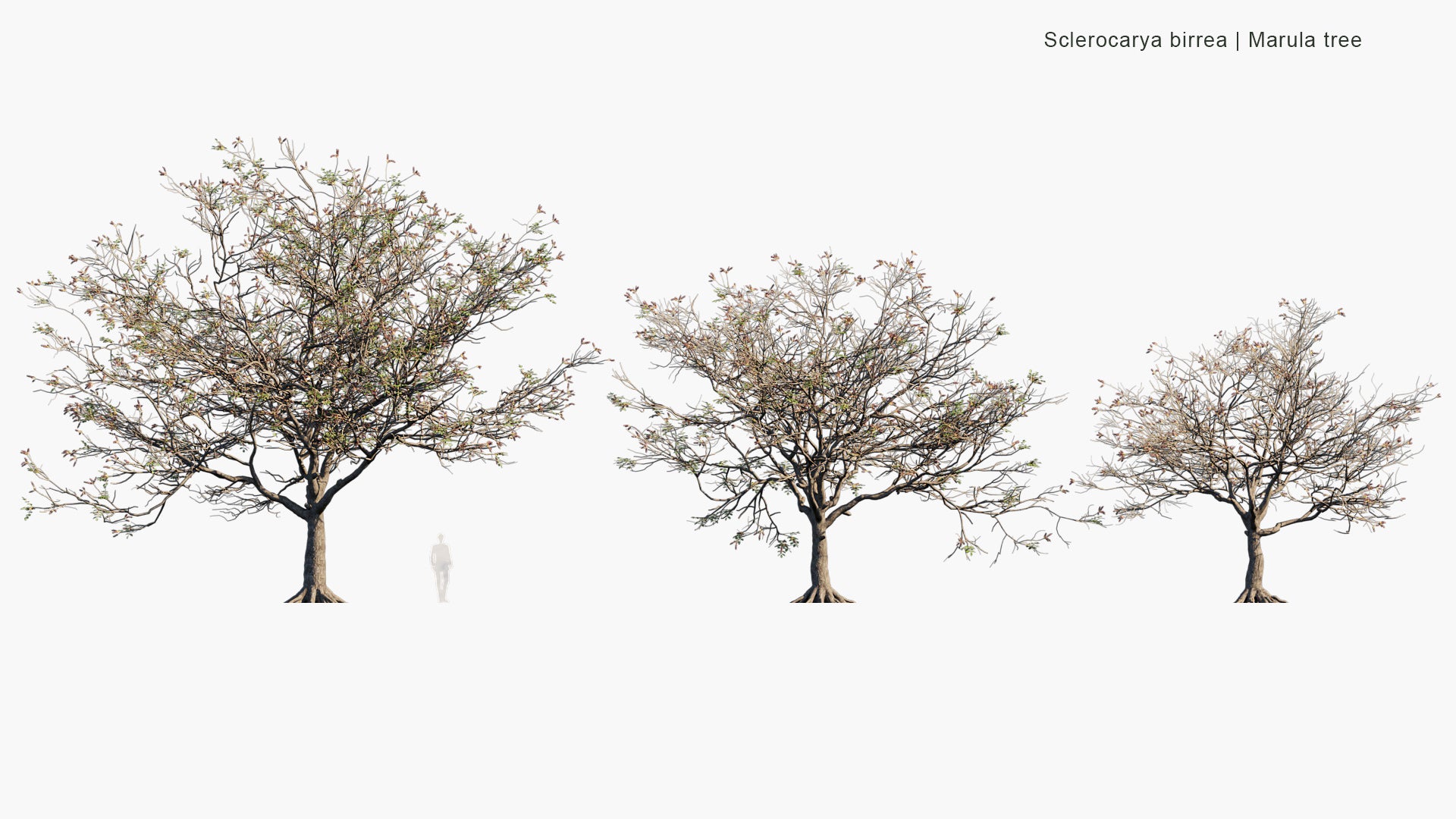 Sclerocarya Birrea - Marula Tree (3D Model)