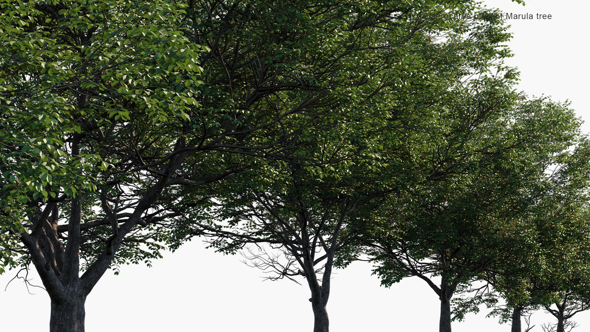 Sclerocarya Birrea - Marula Tree (3D Model)