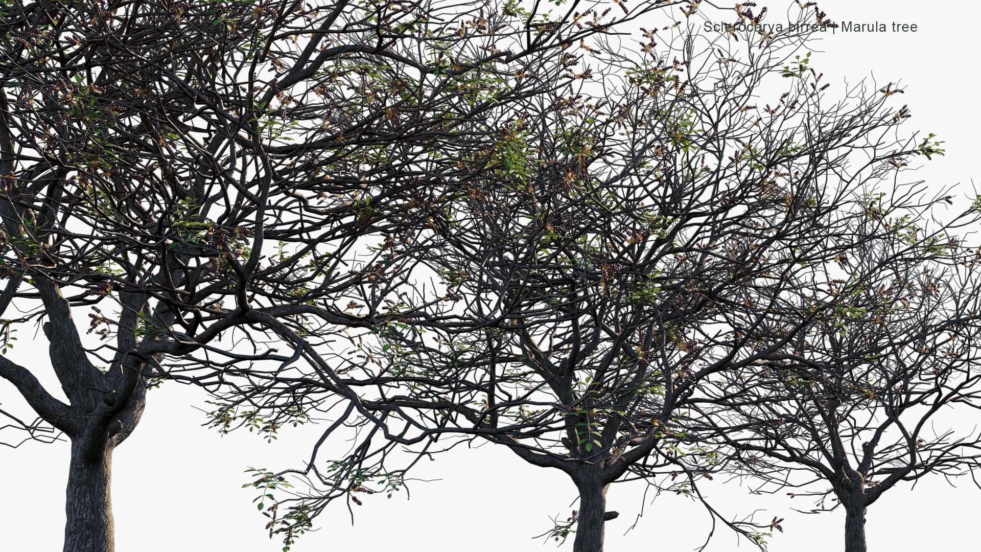Sclerocarya Birrea - Marula Tree (3D Model)