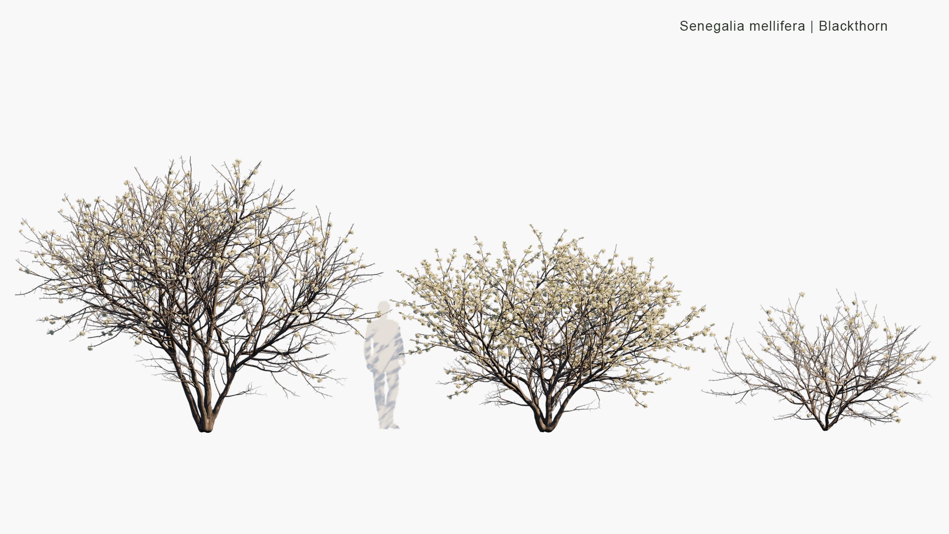 Senegalia Mellifera - Blackthorn (3D Model)