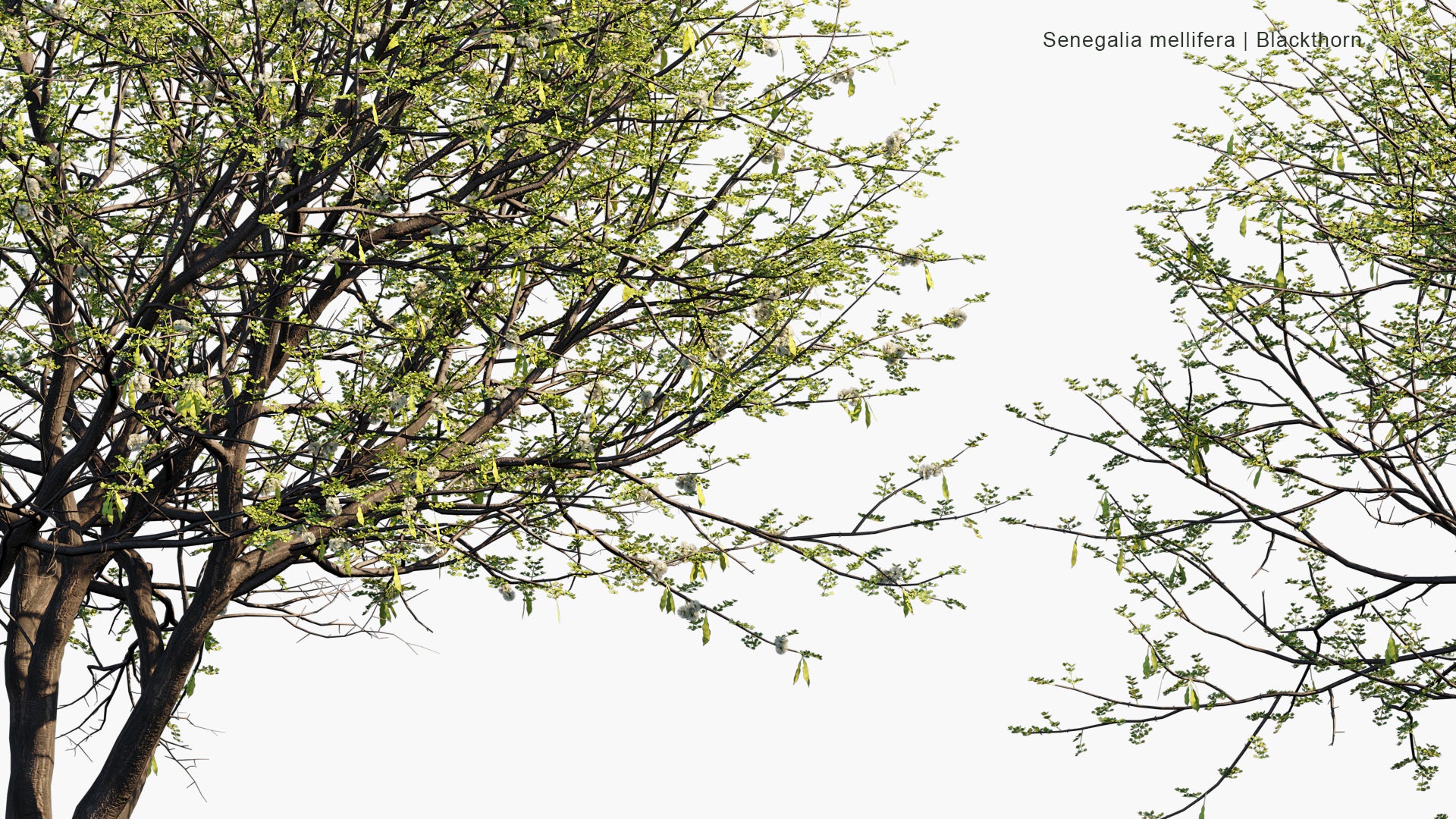 Senegalia Mellifera - Blackthorn (3D Model)