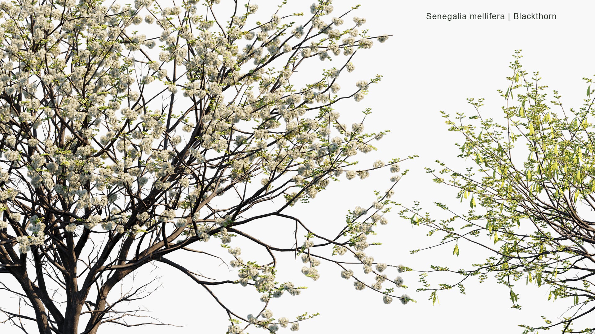 Senegalia Mellifera - Blackthorn (3D Model)