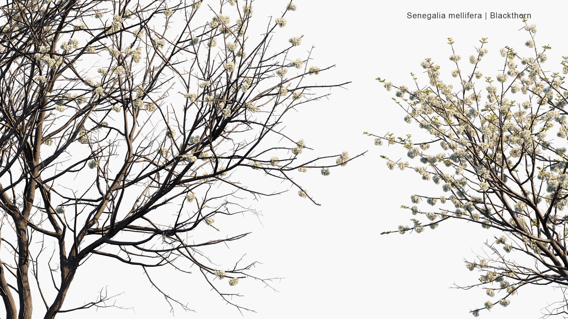 Senegalia Mellifera - Blackthorn (3D Model)