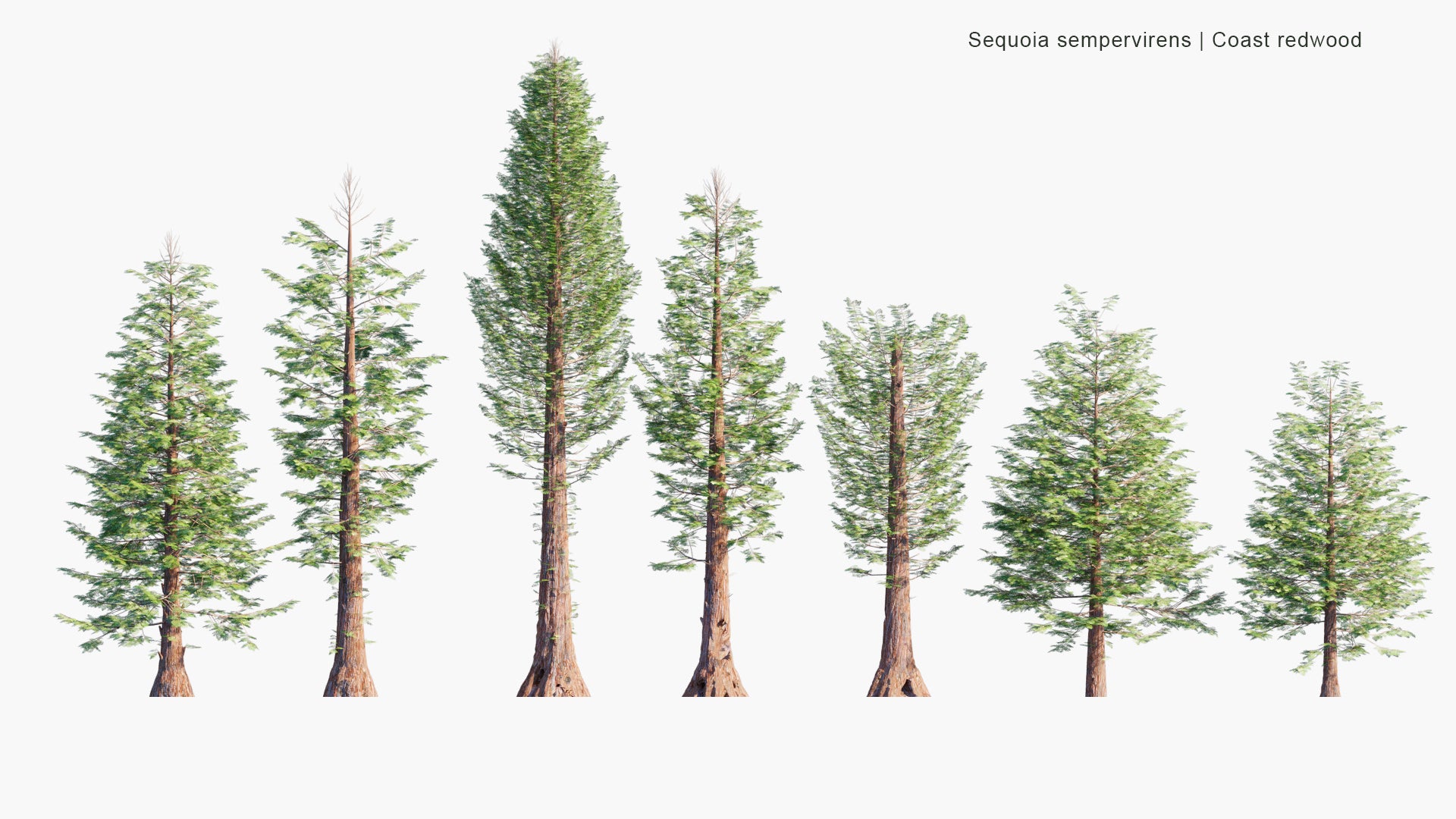 Low Poly Sequoia Sempervirens - Coast Redwood, Coastal Redwood, California Redwood (3D Model)