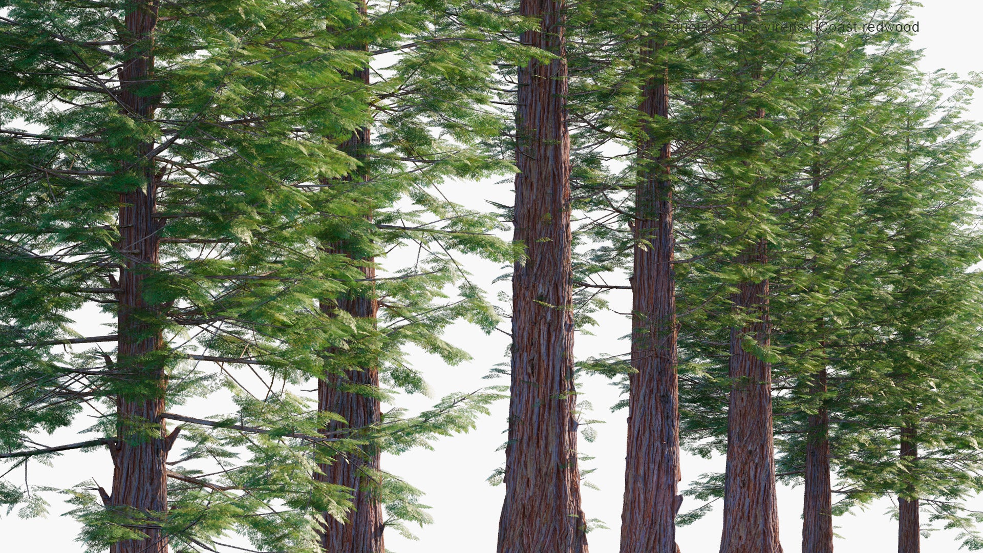 Low Poly Sequoia Sempervirens - Coast Redwood, Coastal Redwood, California Redwood (3D Model)