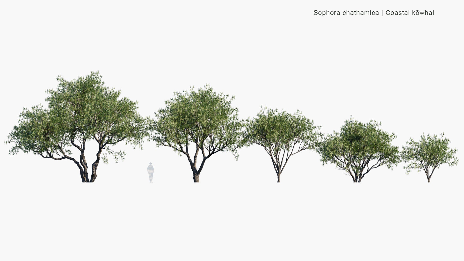 Low Poly Sophora Chathamica - Coastal Kōwhai, Chatham Island Kōwhai (3D Model)