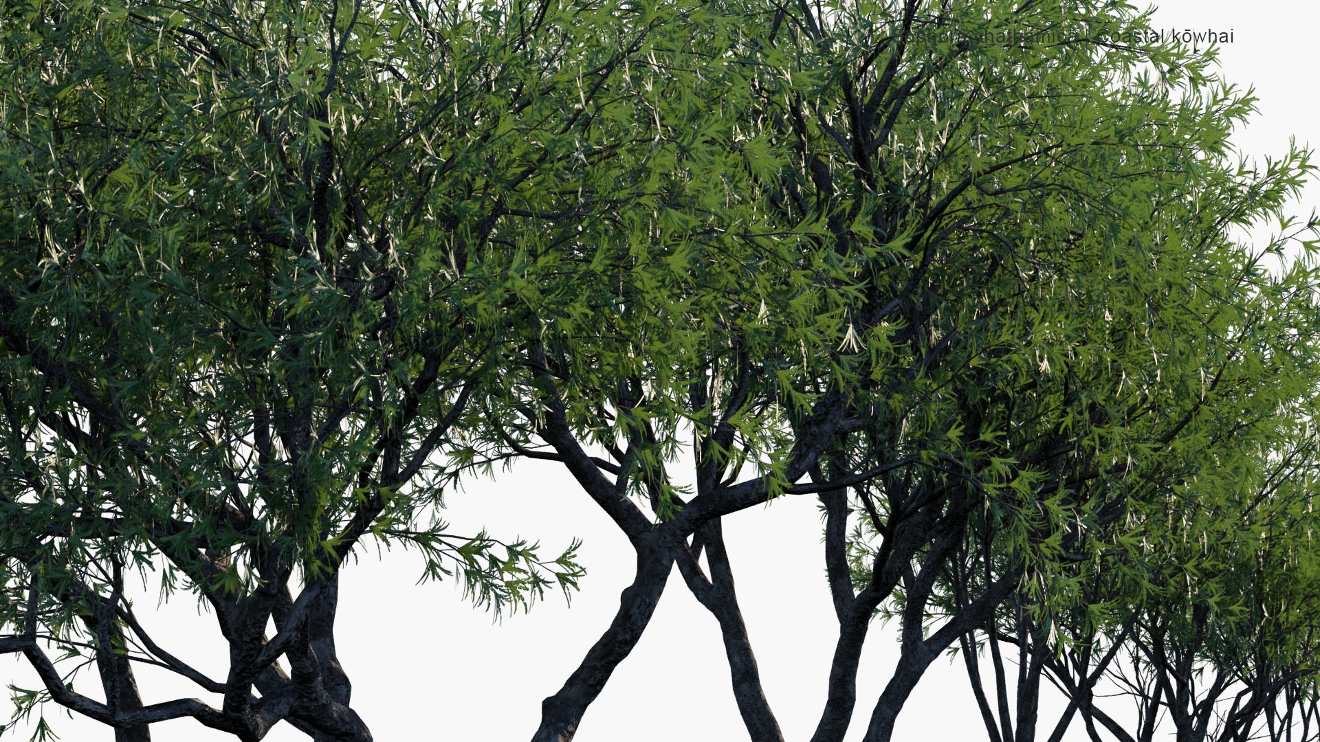 Low Poly Sophora Chathamica - Coastal Kōwhai, Chatham Island Kōwhai (3D Model)