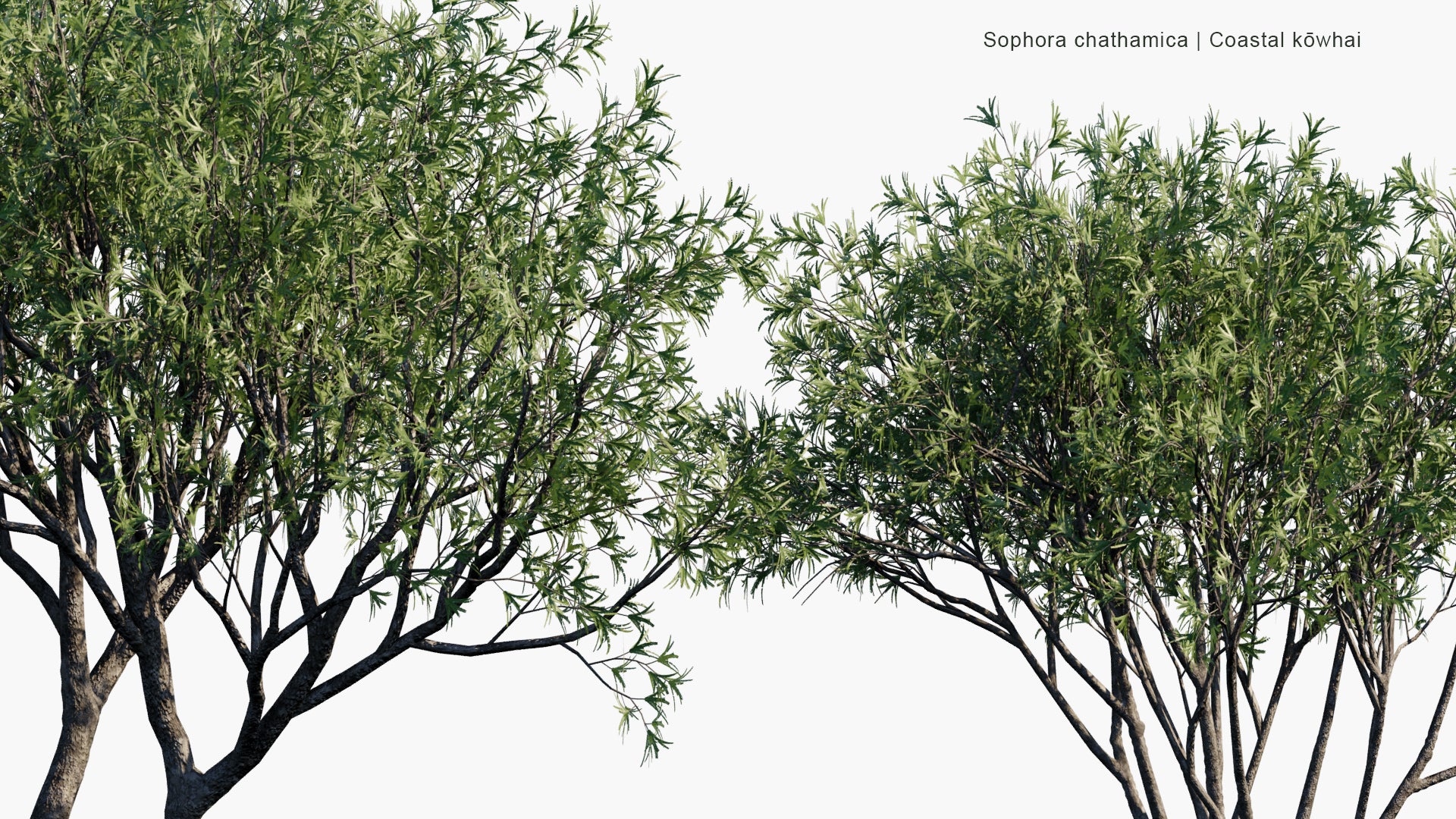 Low Poly Sophora Chathamica - Coastal Kōwhai, Chatham Island Kōwhai (3D Model)