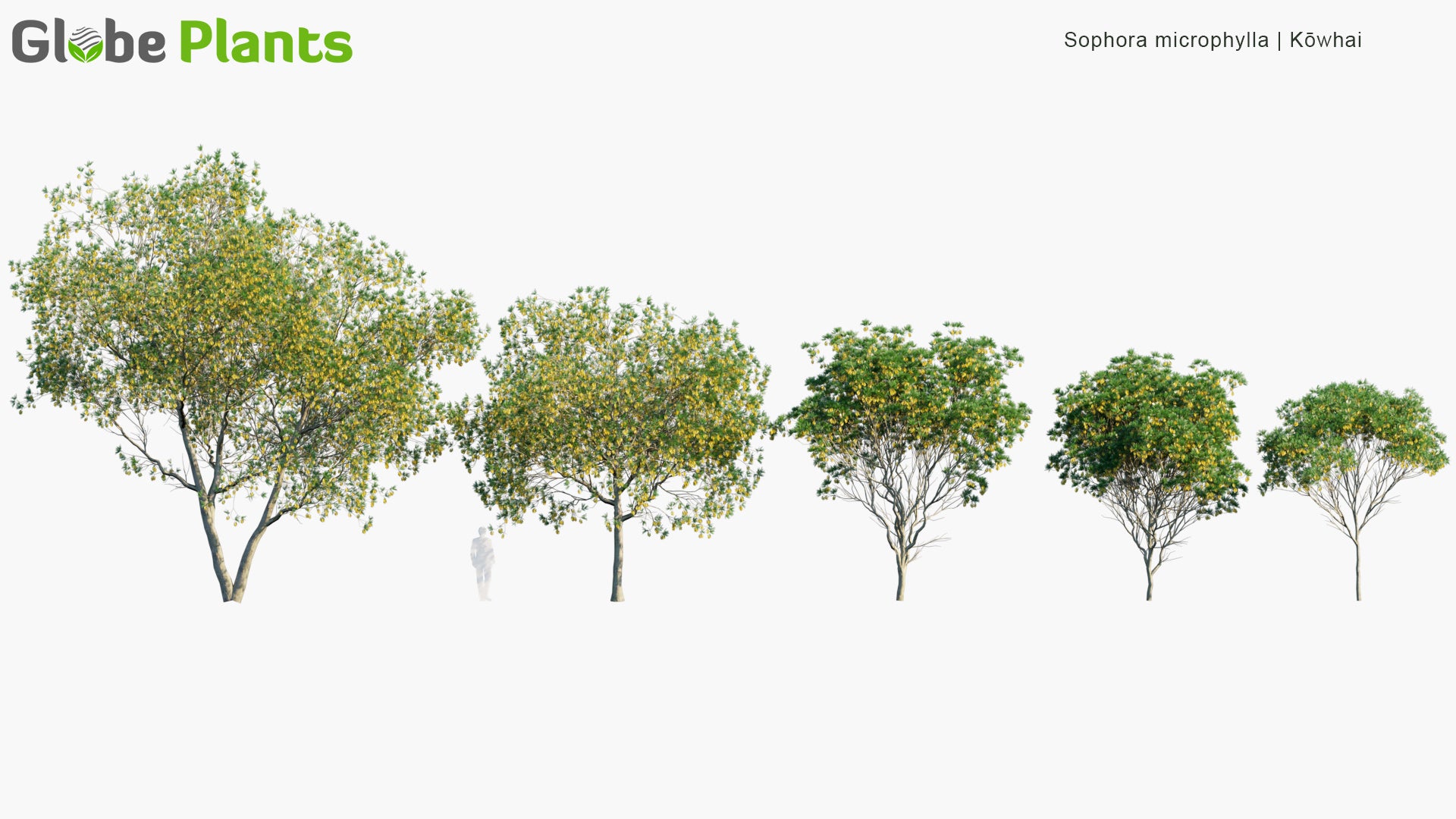 Low Poly Sophora Microphylla - South Island Kowhai (3D Model)