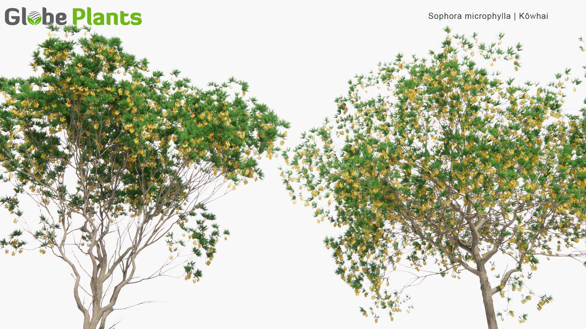 Low Poly Sophora Microphylla - South Island Kowhai (3D Model)