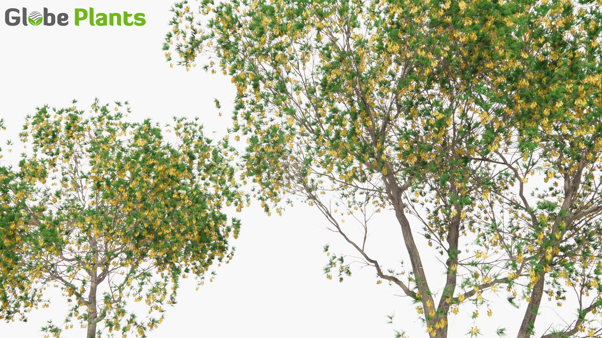 Low Poly Sophora Microphylla - South Island Kowhai (3D Model)