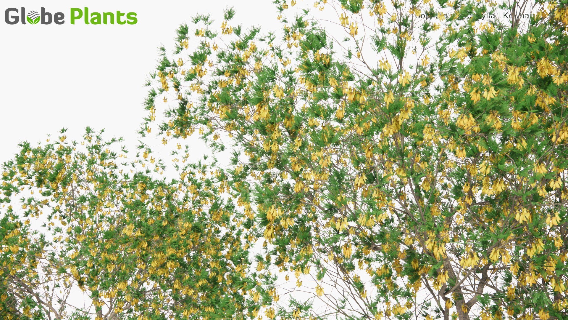Low Poly Sophora Microphylla - South Island Kowhai (3D Model)