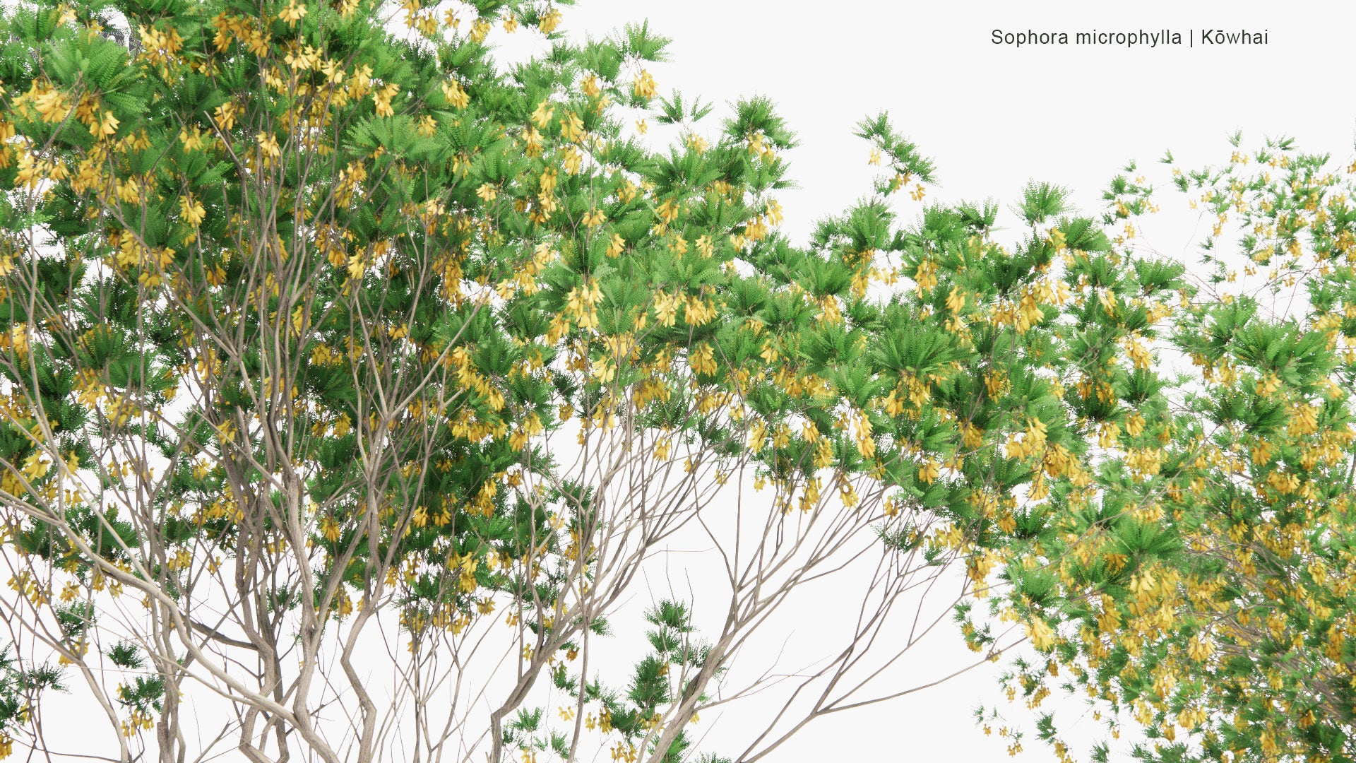 Low Poly Sophora Microphylla - South Island Kowhai (3D Model)