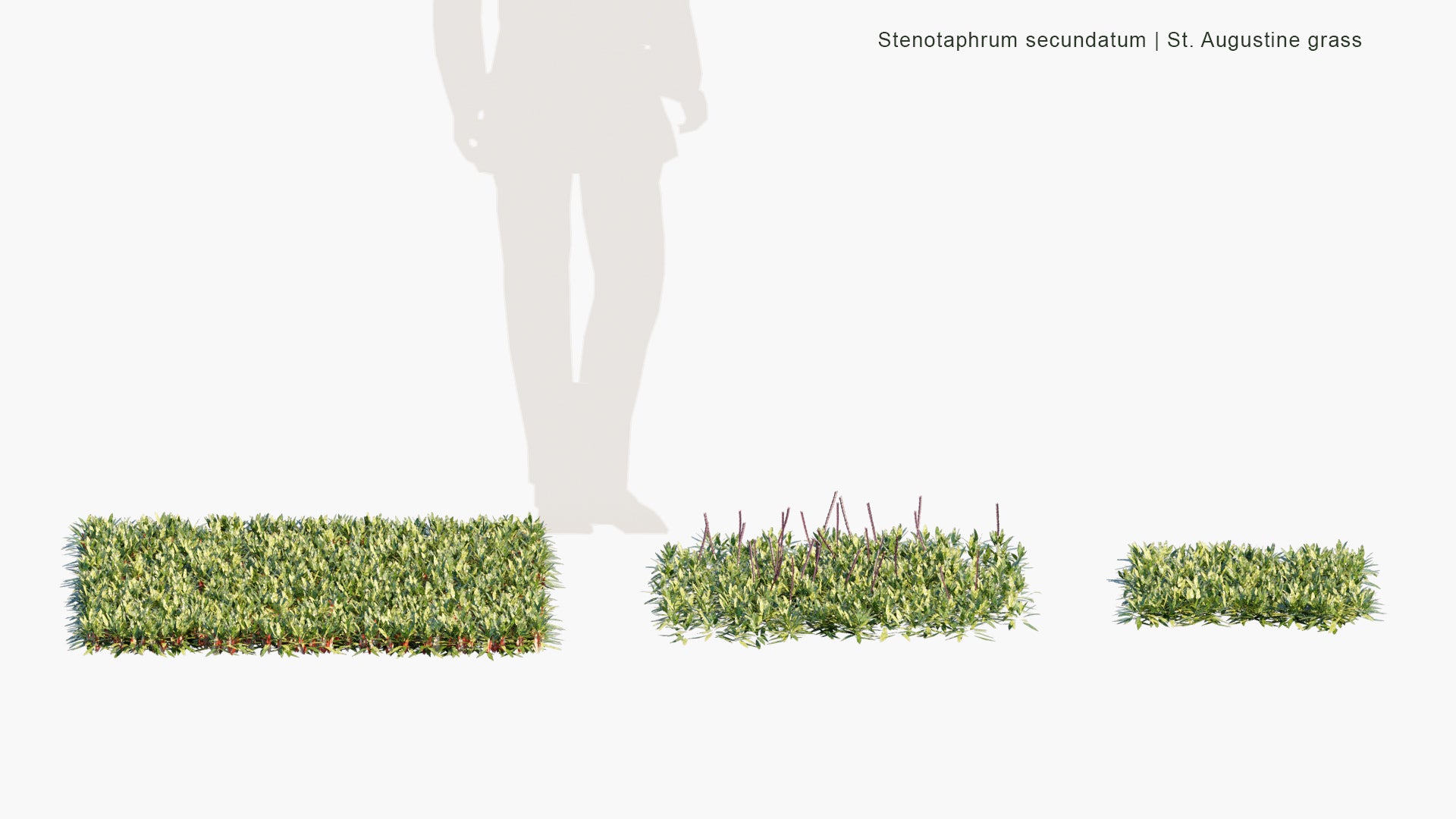 Low Poly Stenotaphrum Secundatum - St. Augustine Grass, Buffalo Grass (3D Model)