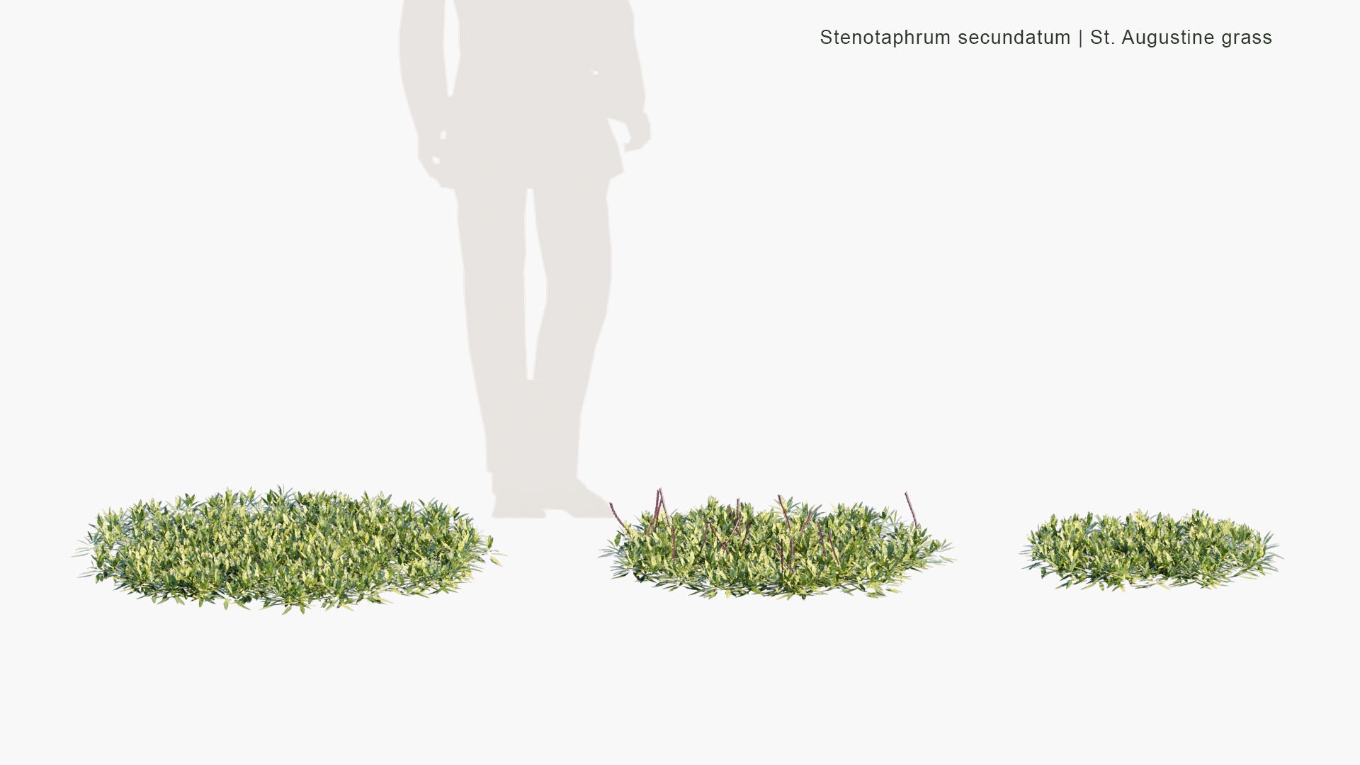 Low Poly Stenotaphrum Secundatum - St. Augustine Grass, Buffalo Grass (3D Model)