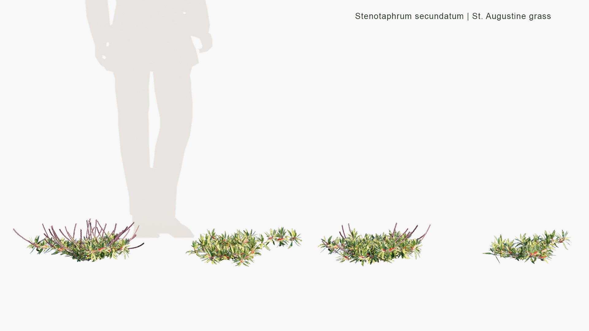 Low Poly Stenotaphrum Secundatum - St. Augustine Grass, Buffalo Grass (3D Model)