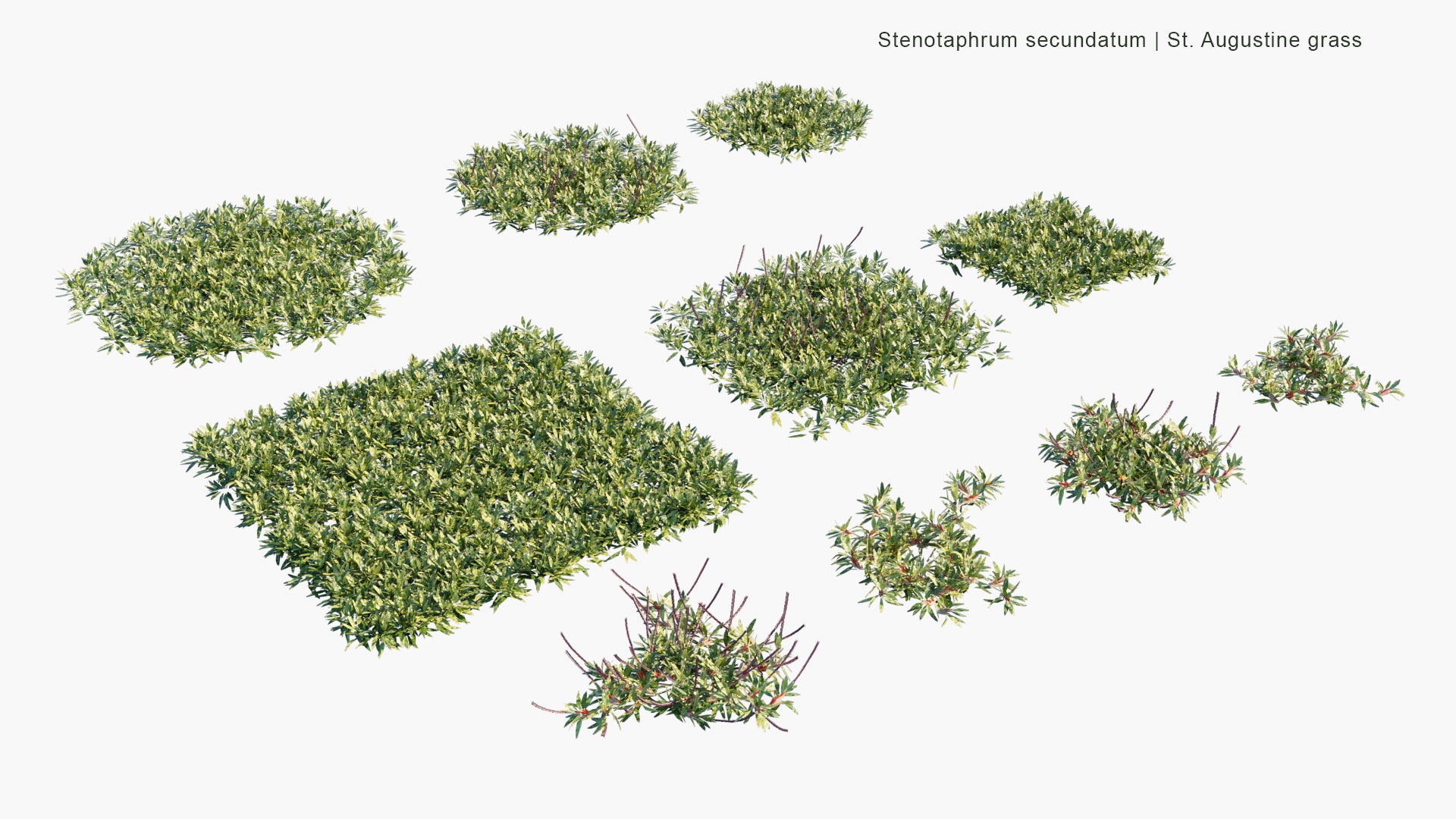 Low Poly Stenotaphrum Secundatum - St. Augustine Grass, Buffalo Grass (3D Model)