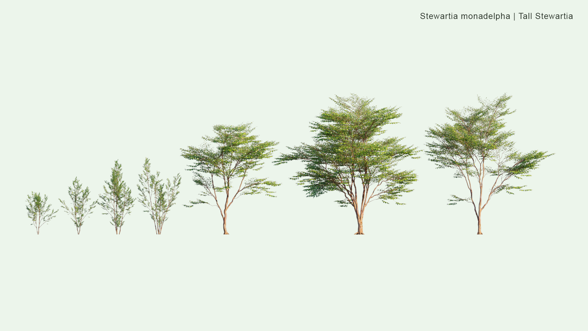 2D Stewartia Monadelpha - Tall Steartia,ヒメシャラ
